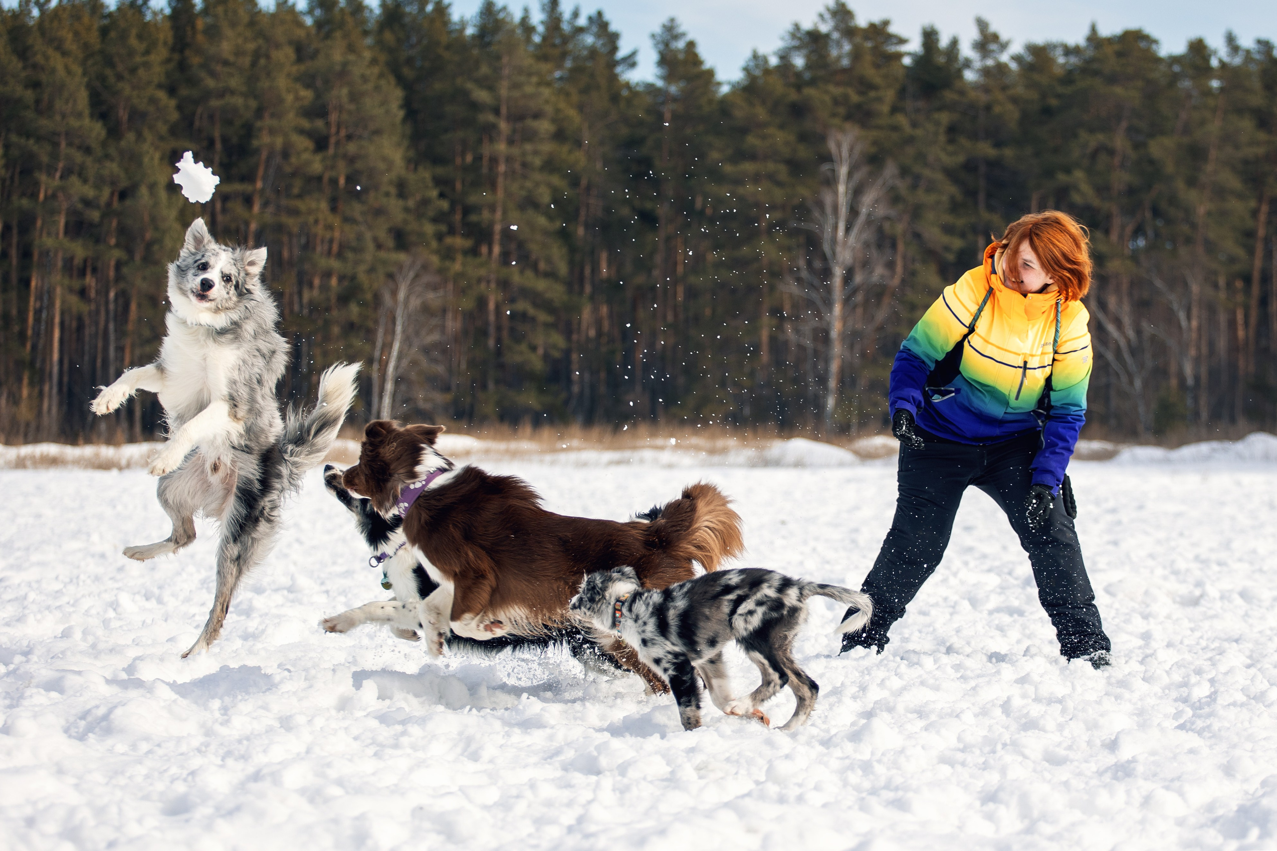 В погоне за снежком…. YULA KOLESOVA | Фотограф — Анималист | Художник | Тюмень