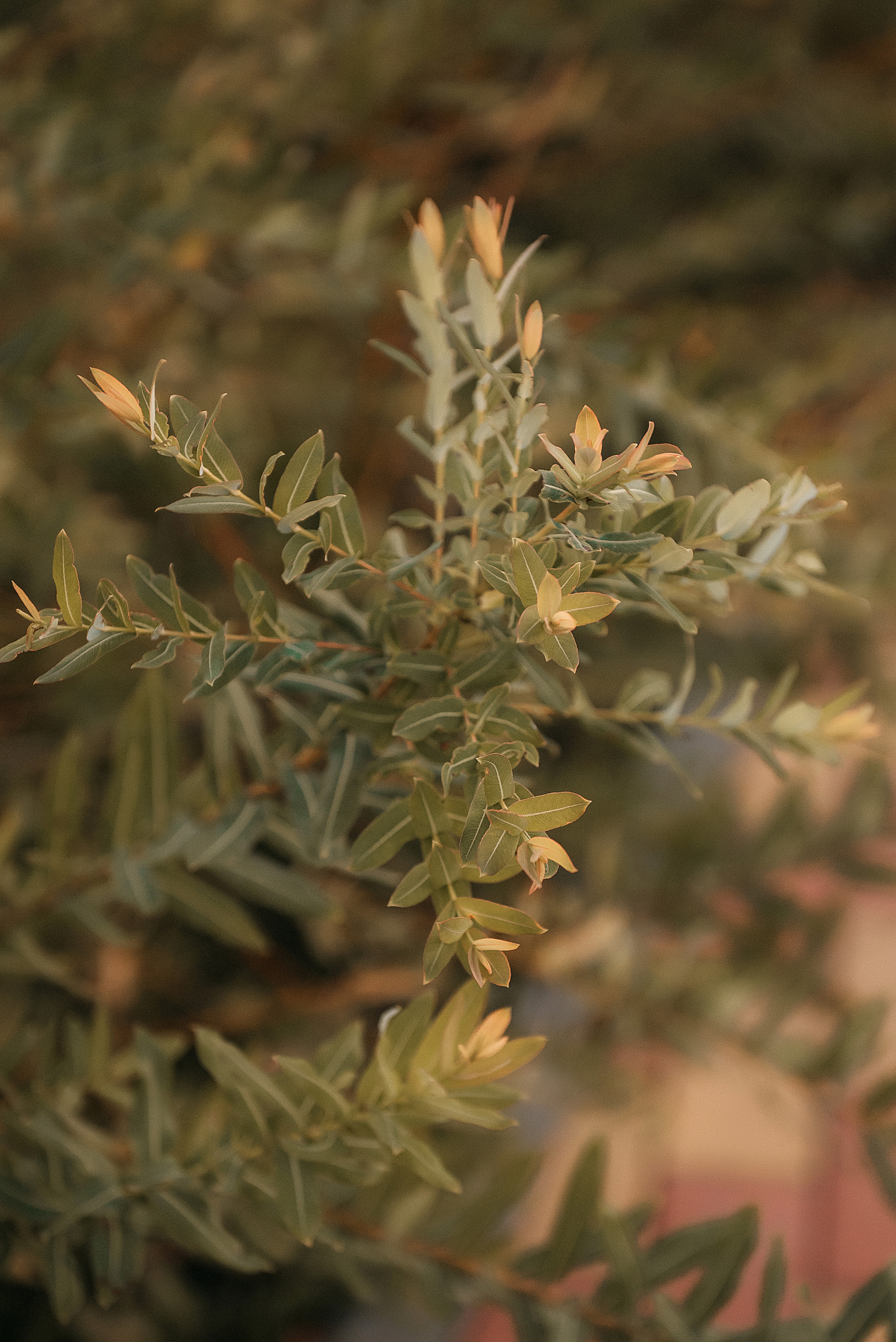 Дима и Лера. Свадебный и семейный фотограф в Краснодаре