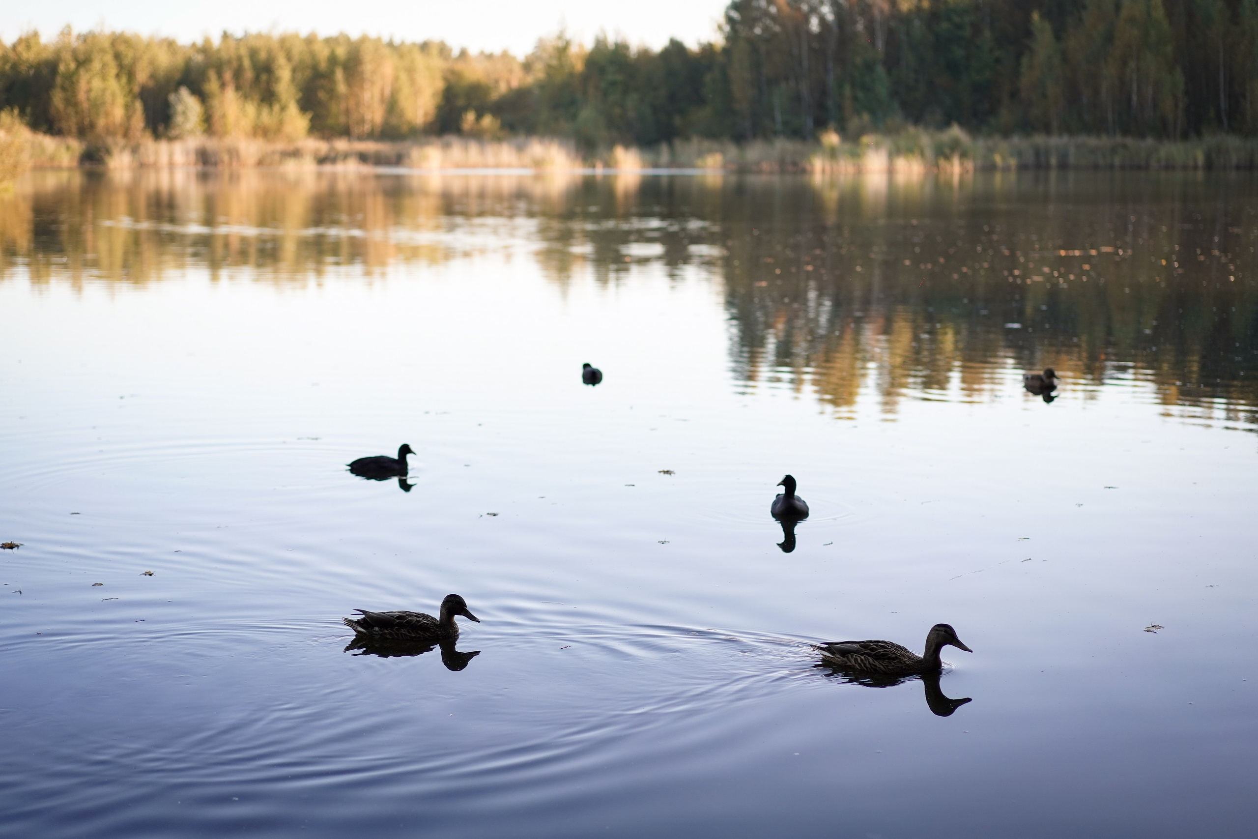 Катя Сэнди и Рокки. Фотограф-анималист в Санкт-Петербурге Яна Мартынова