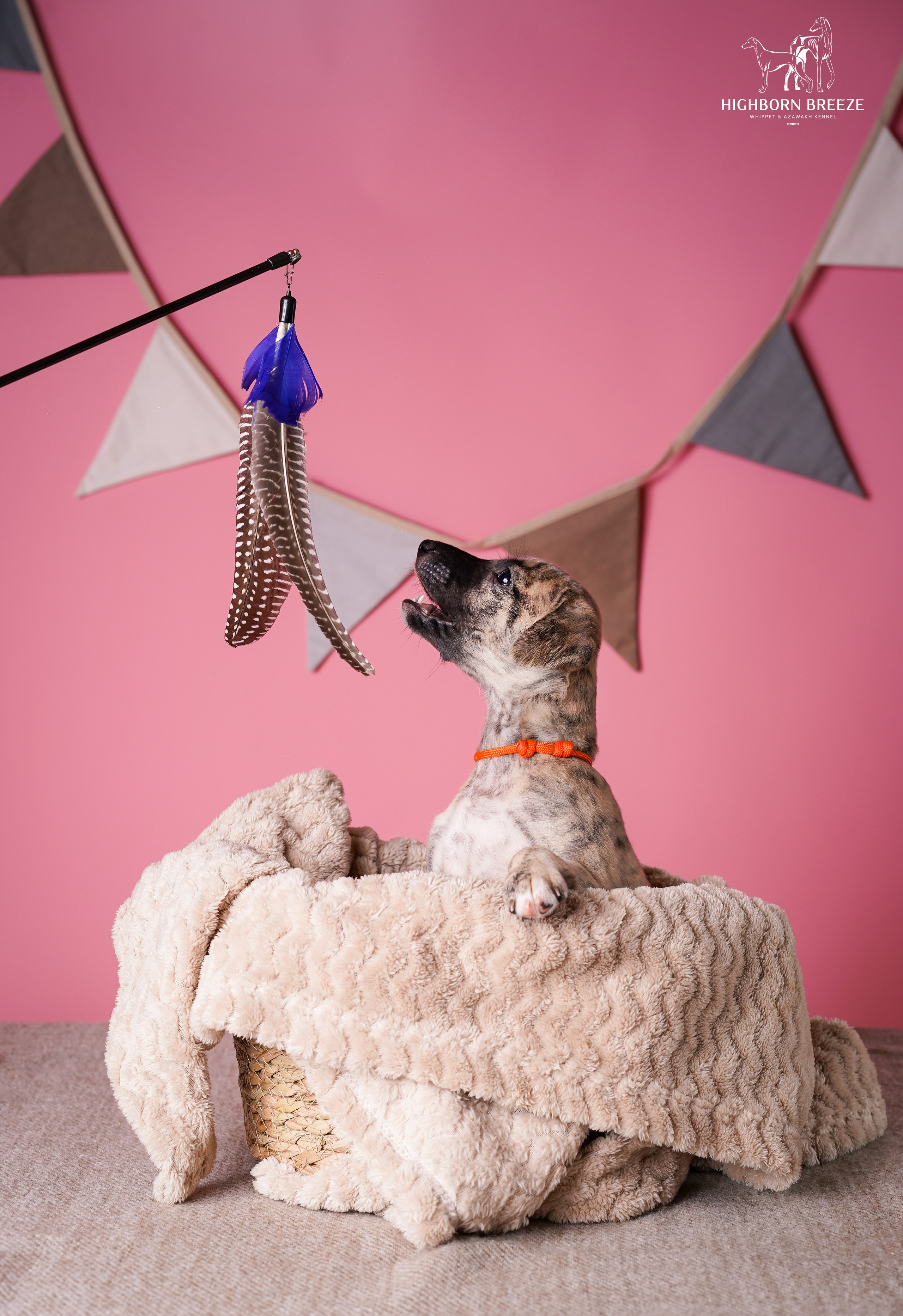 Щенки уиппета. Фотограф-анималист в Санкт-Петербурге Яна Мартынова