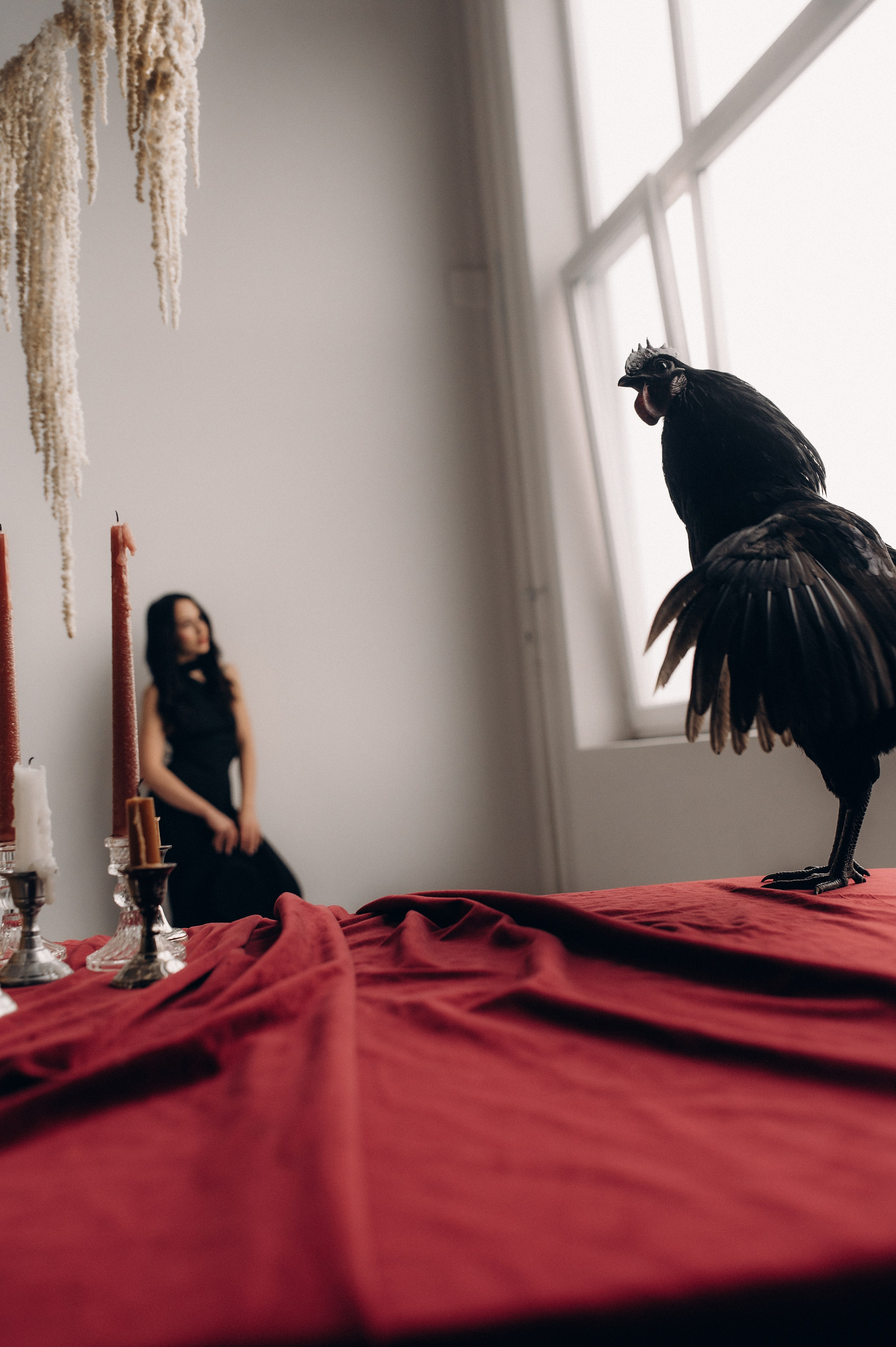 Фотосессия с петухом!. Фотограф Алексин, Тула