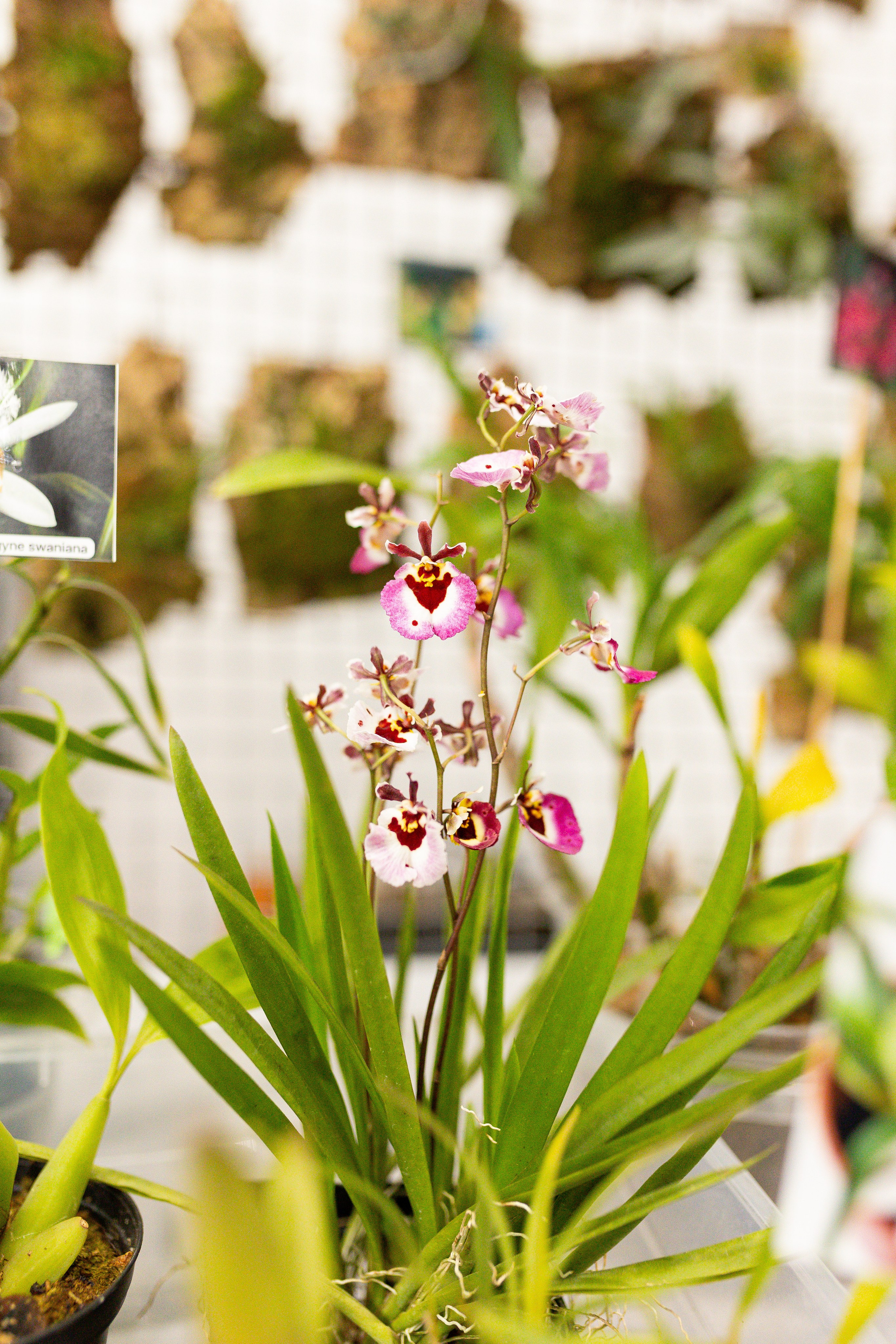 Орхидиум сентябрь 2025. Александра Куликова фотограф, Москва