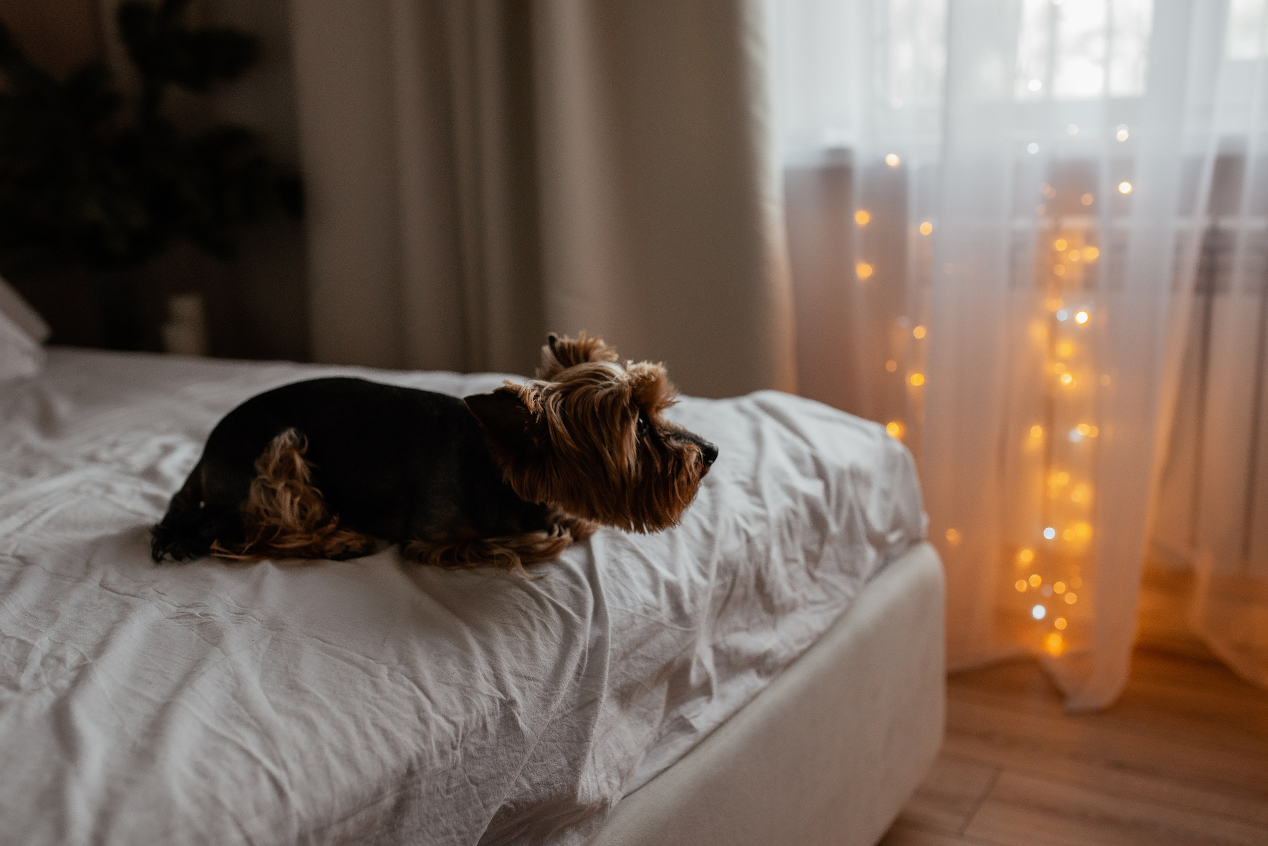 Домашняя новогодняя. Галина Чекунова Фотограф в Ростове-на-Дону