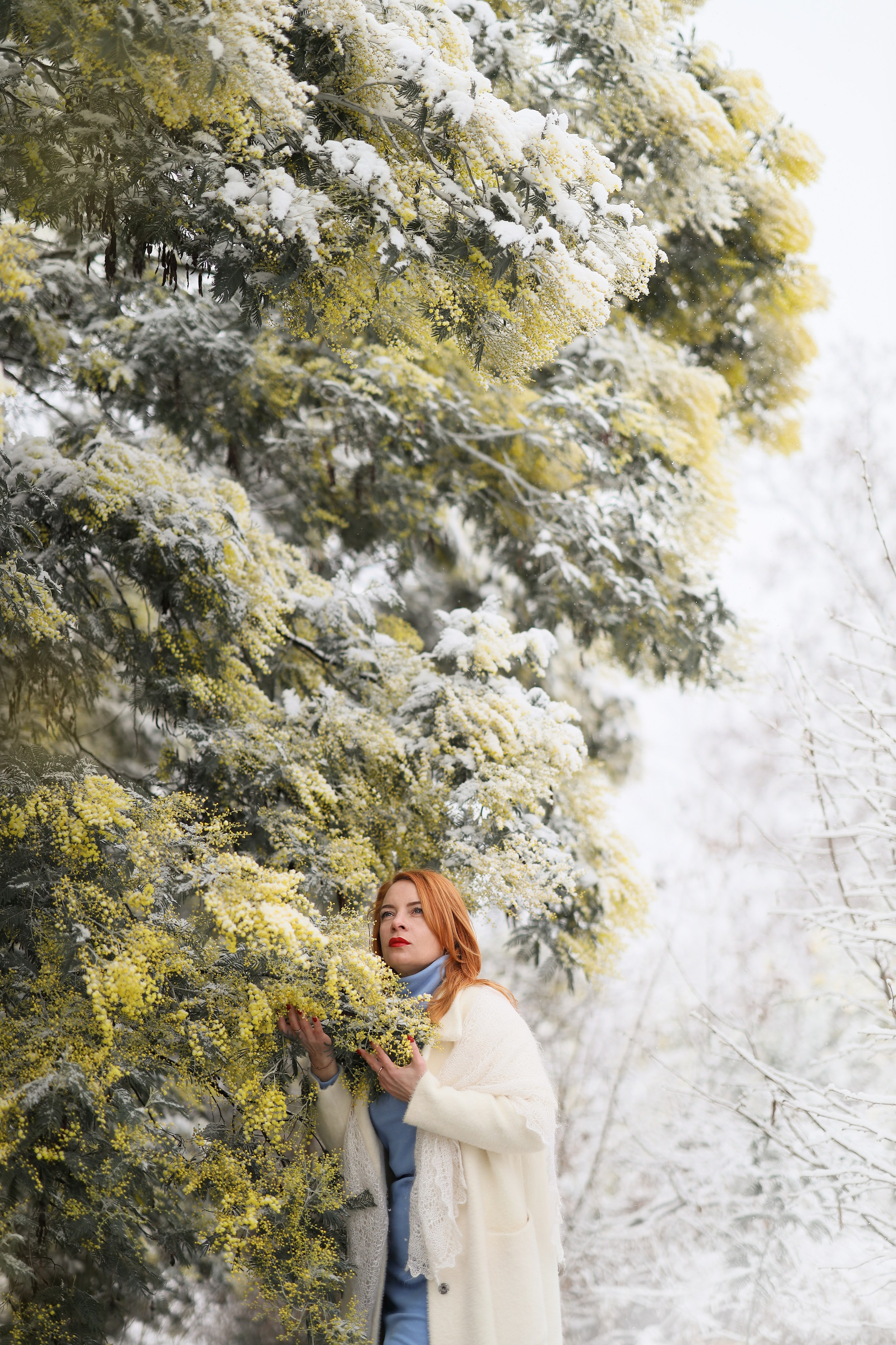 большое дерево мимозы в снегу, фото Сухум