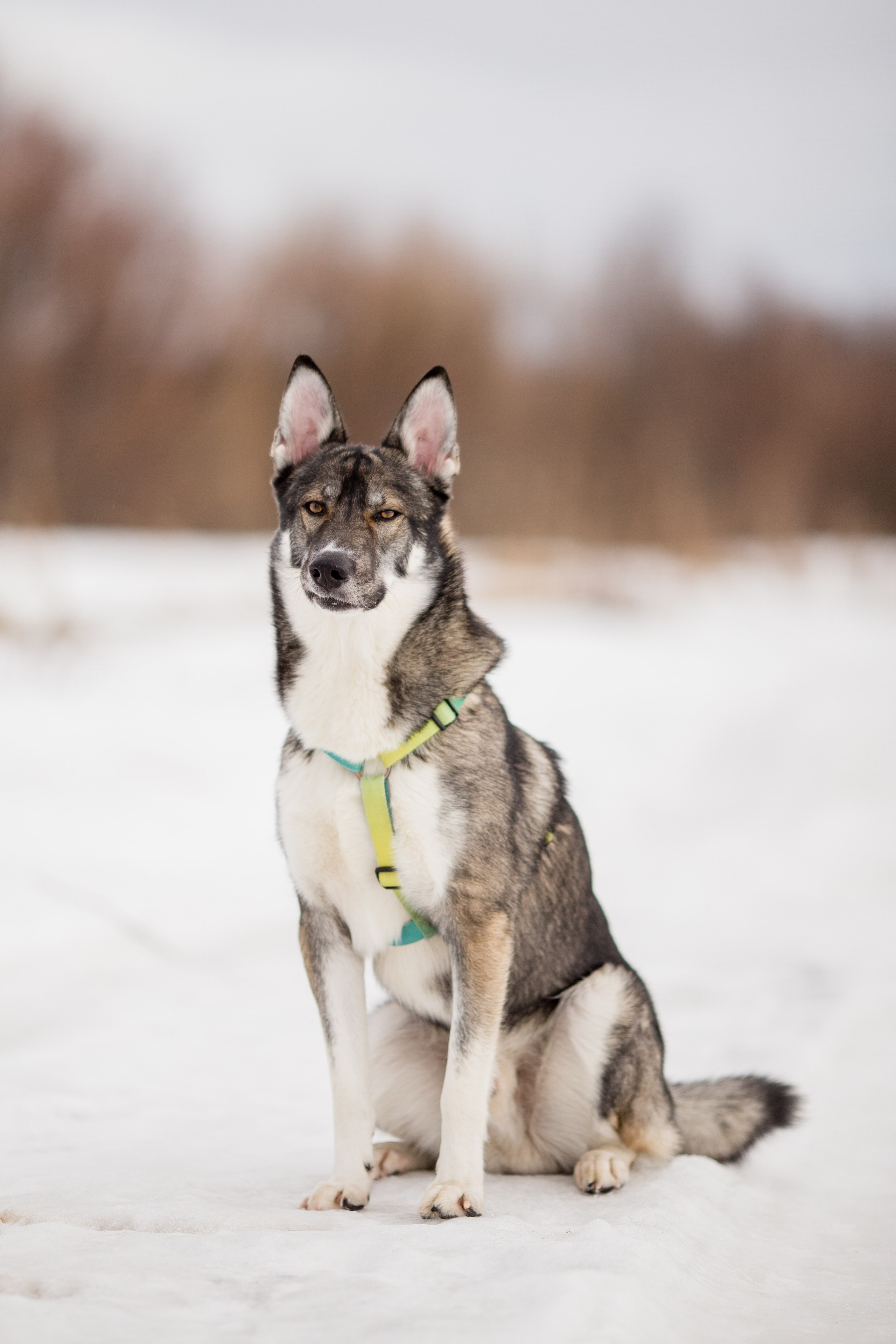 Фотосессия с собакой в Архангельске