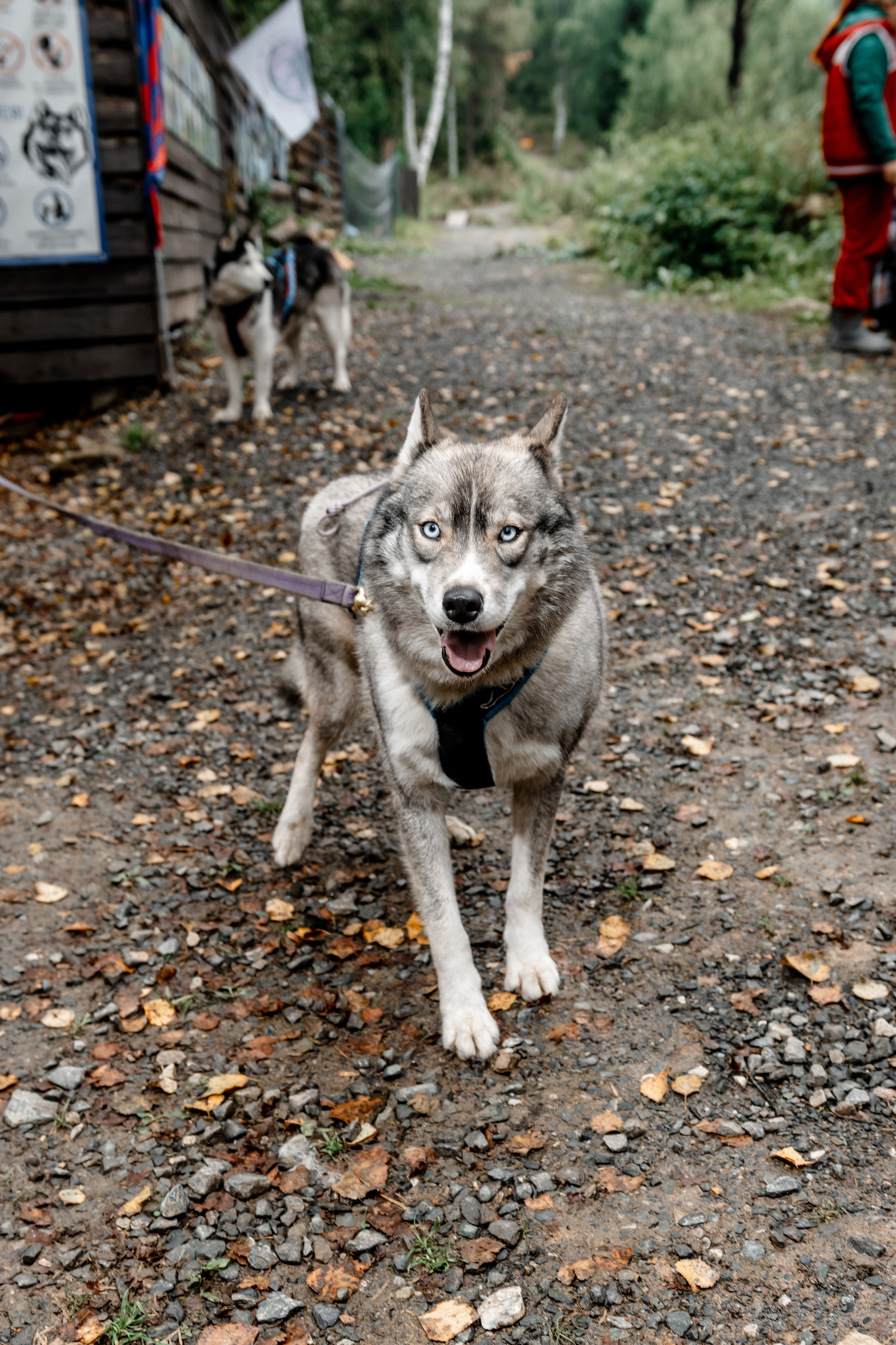 Дог-треккинг