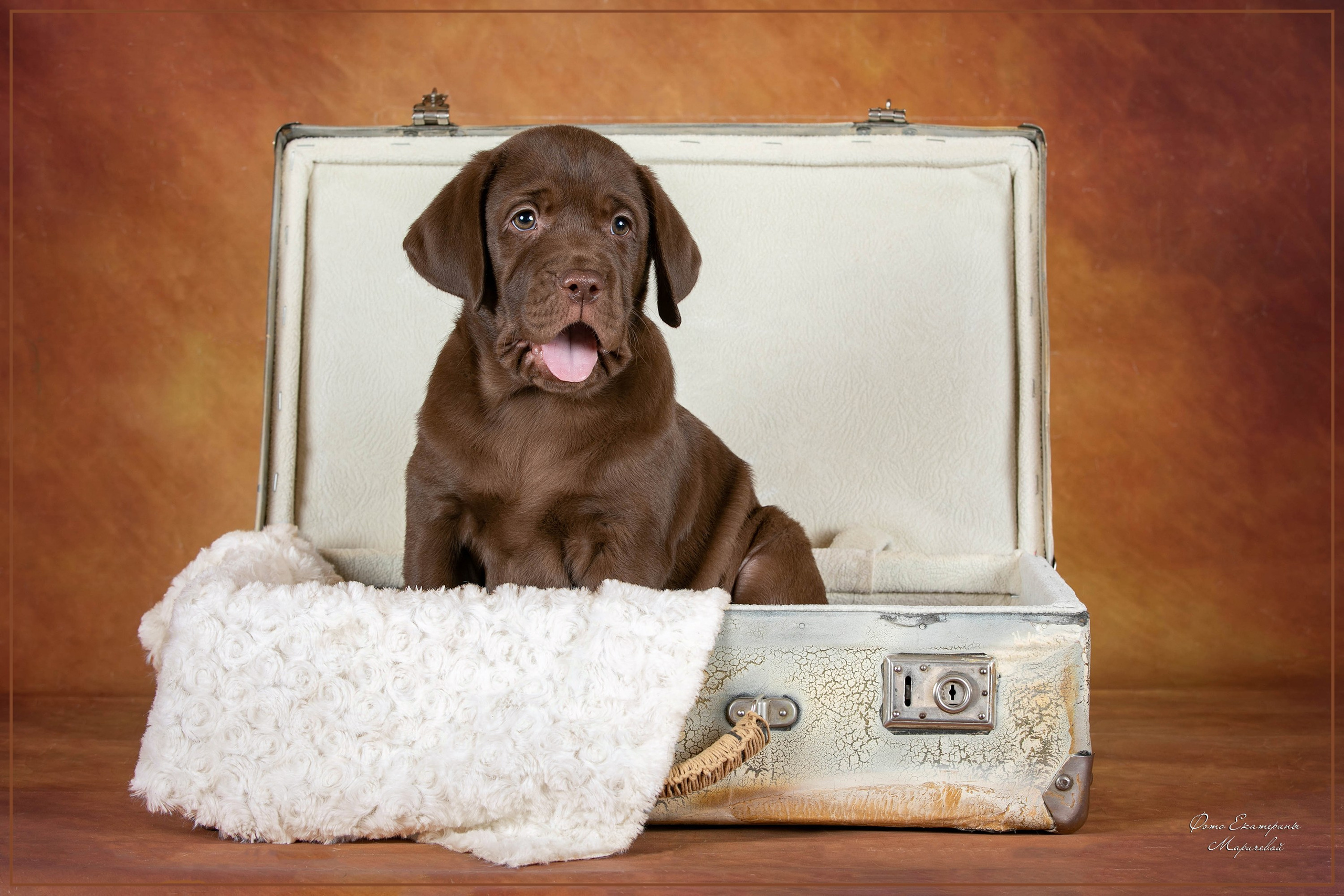 Галерея щенков. Фотограф-анималист в Омске Екатерина Маричева