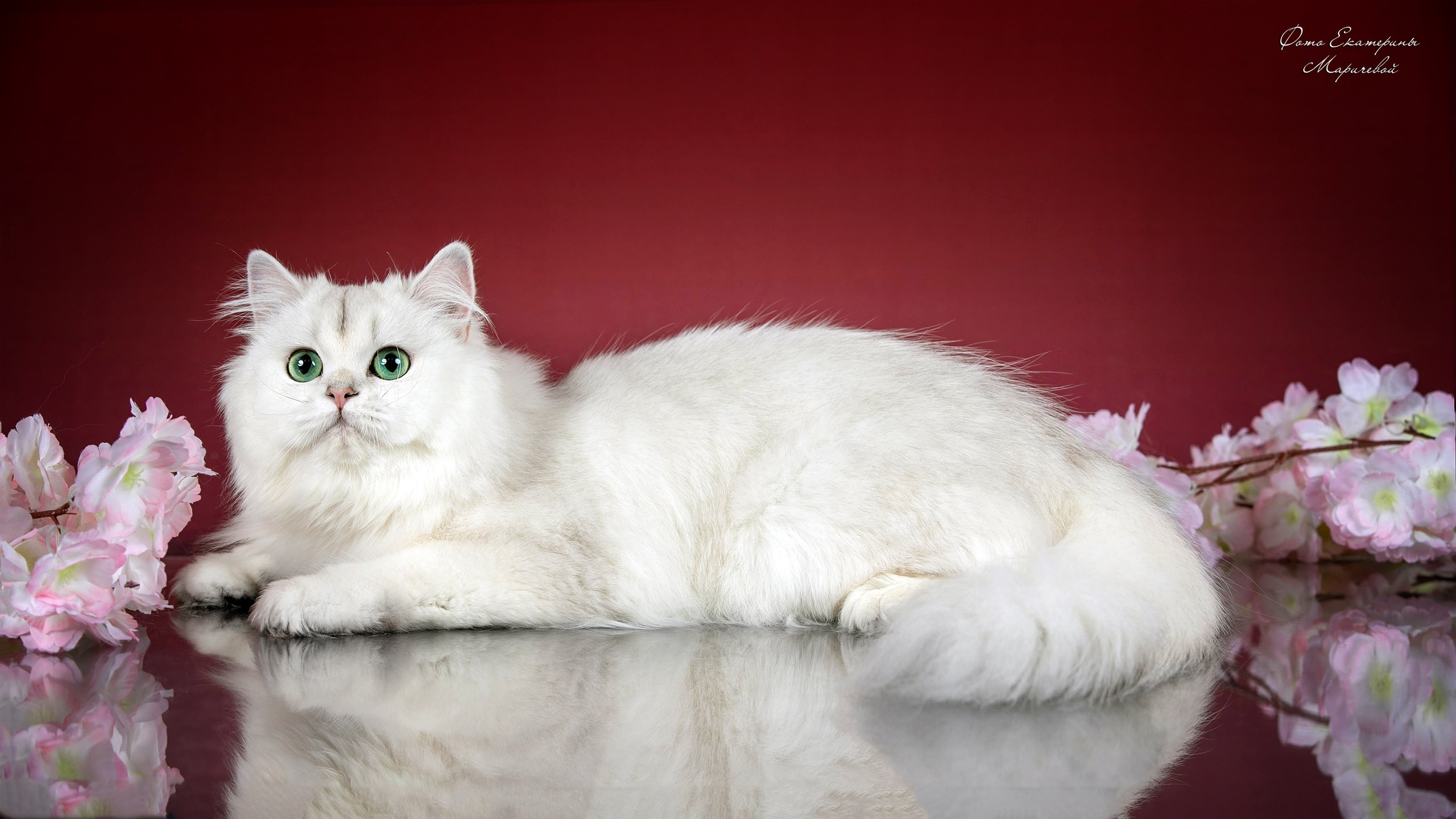 Стендовая съёмка на выставках кошек. Фотограф-анималист в Омске Екатерина Маричева