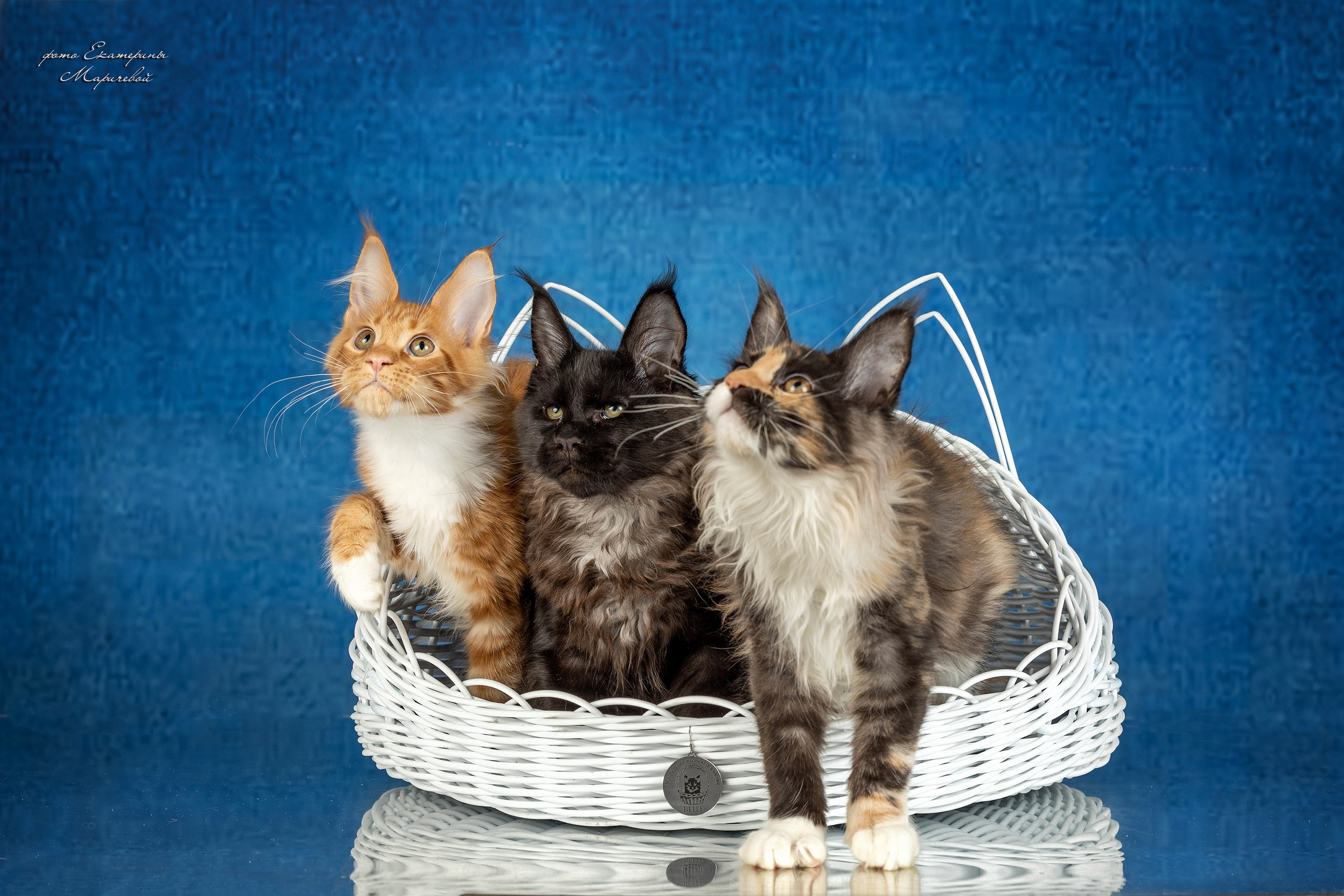 Стендовая съёмка на выставках кошек. Фотограф-анималист в Омске Екатерина Маричева