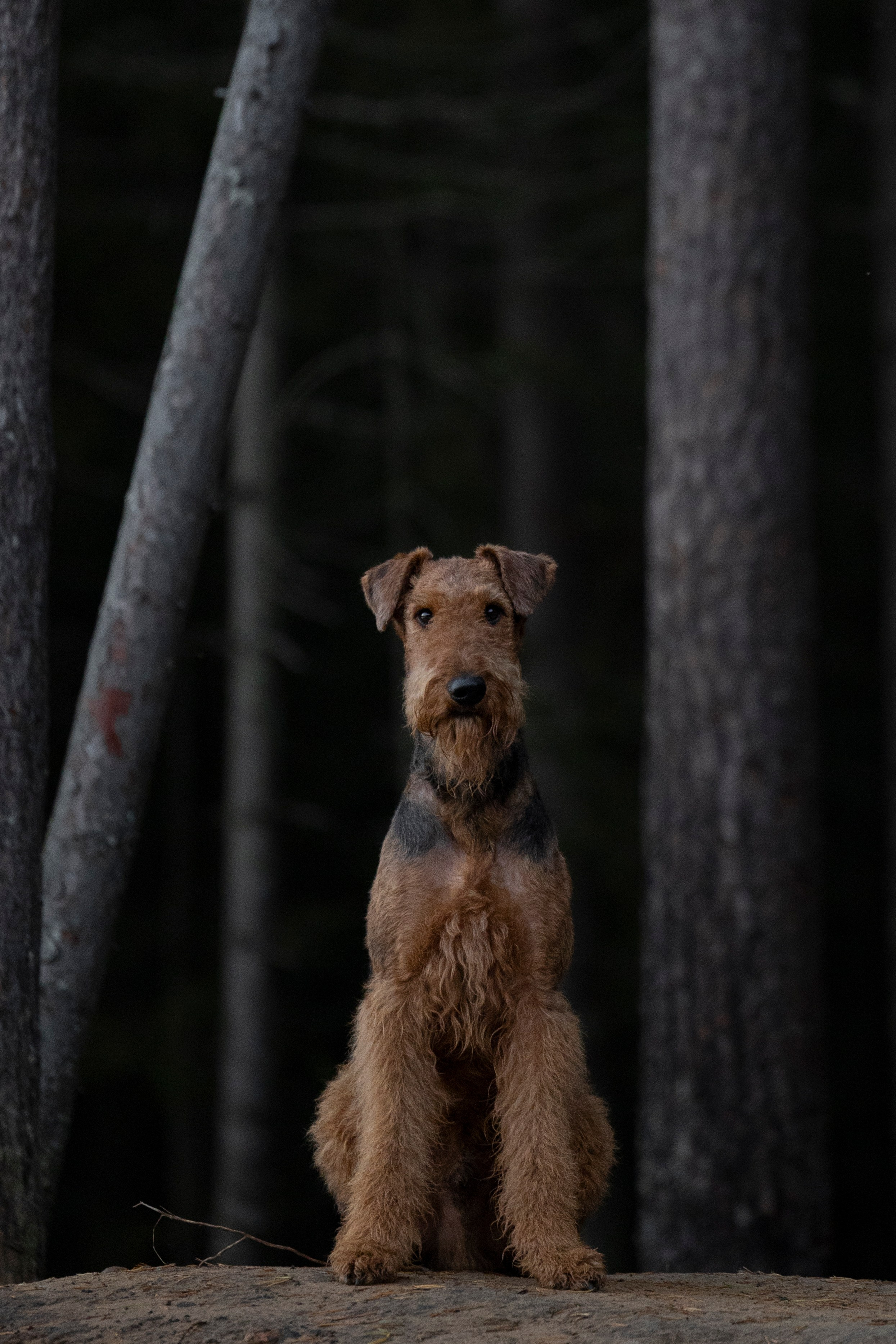 Харди. Фотограф-анималист Анна Маринич