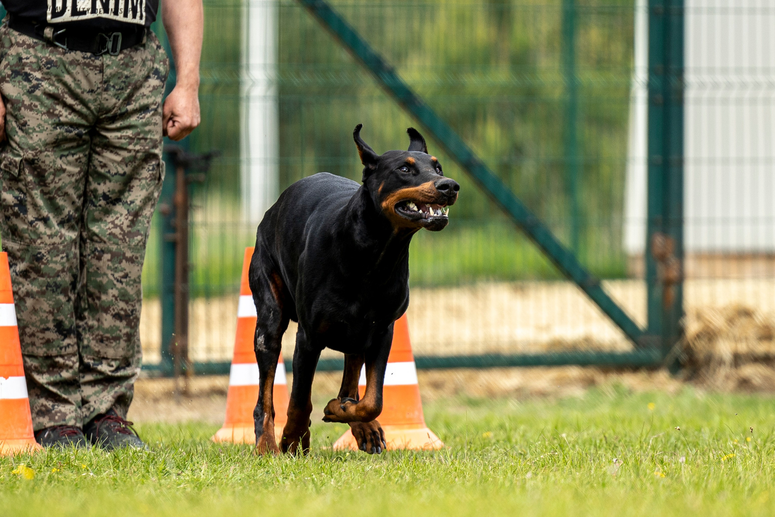 Испытания по мондьорингу в Нижнем Новгороде. Фотограф-анималист Анна Маринич