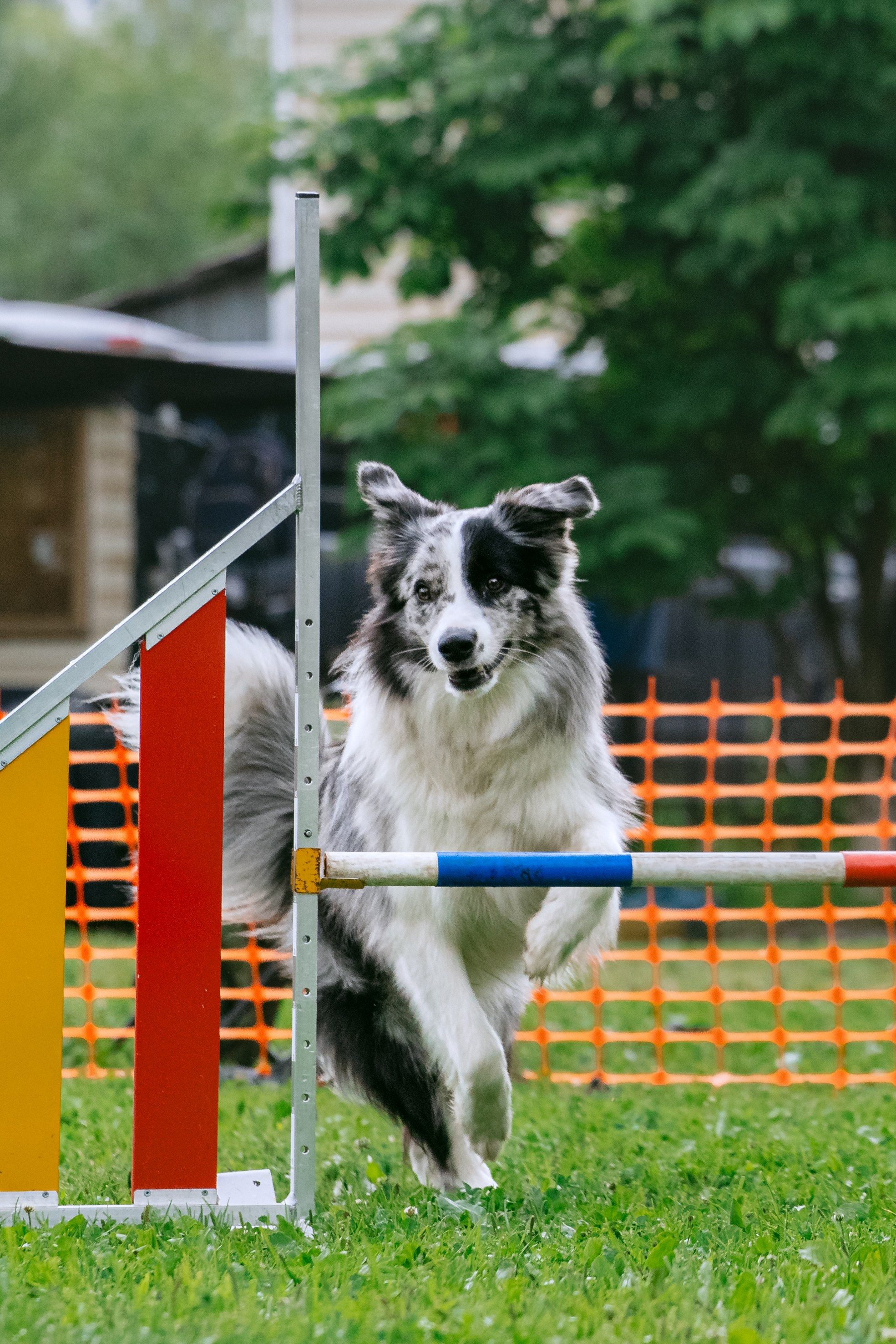 Соревнования по аджилити Долгопрудный 30.06.2025. Фотограф-анималист Татьяна Степанова