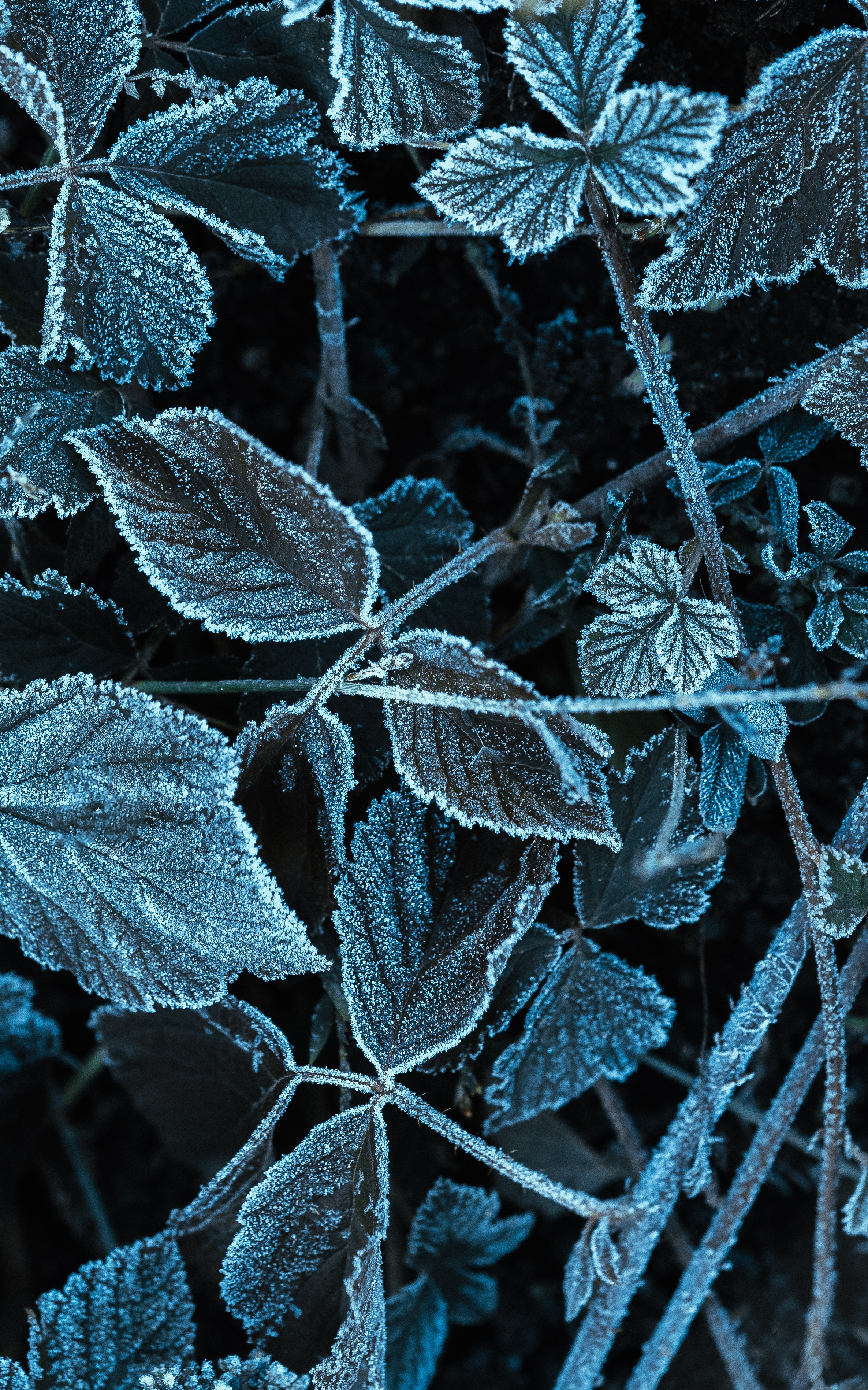 Frozen Nature. Oleg Kozachok — Photographer with Protanopia | Portraits, Texture & Light