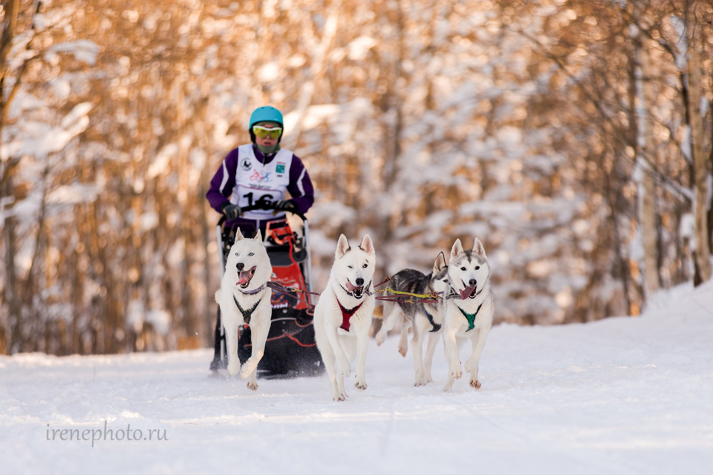 Чемпионат и Первенство Ленобласти — зима 2026. Irenephoto.ru