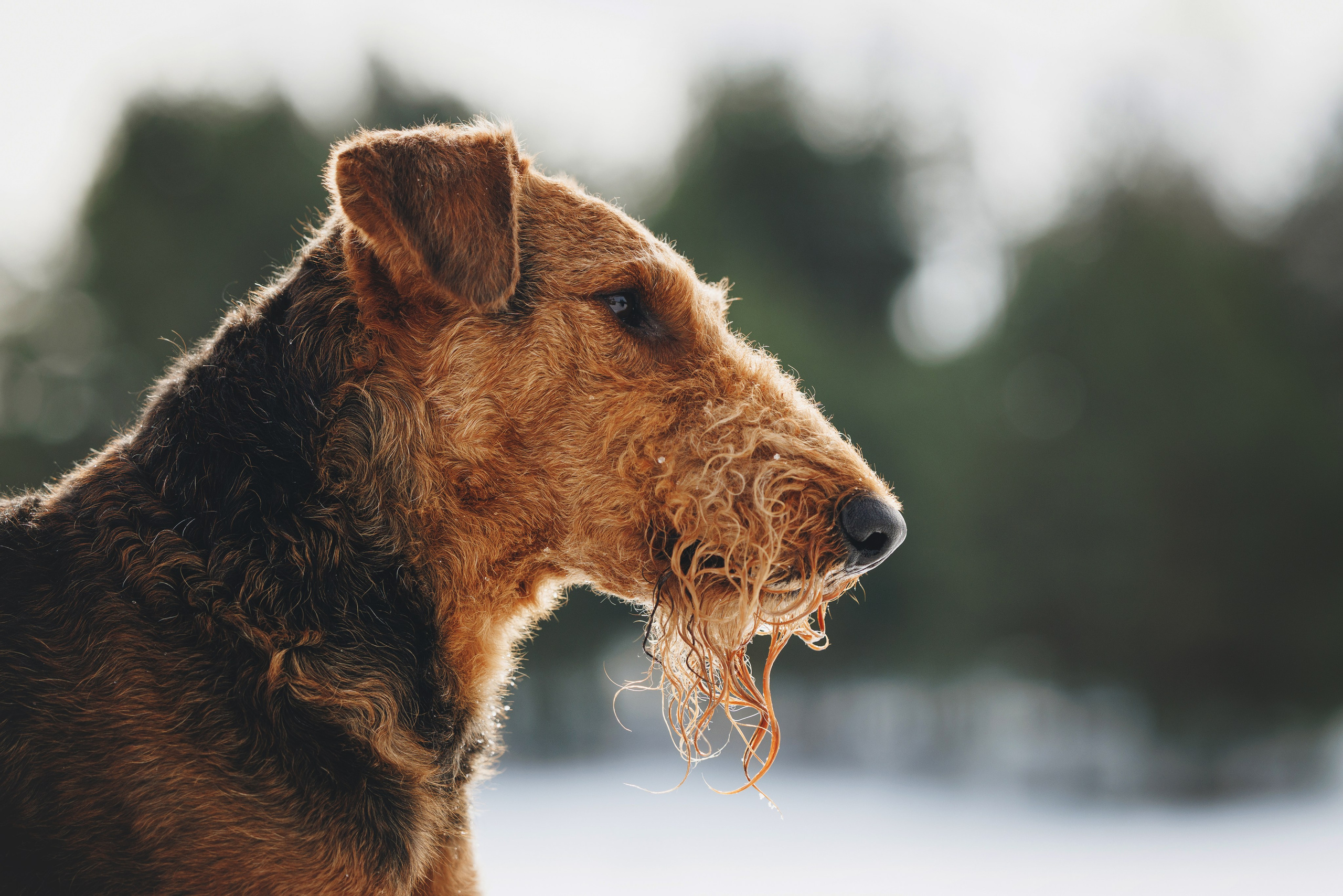 Оля и Хард. Фотограф анималист Осипчикова Мария