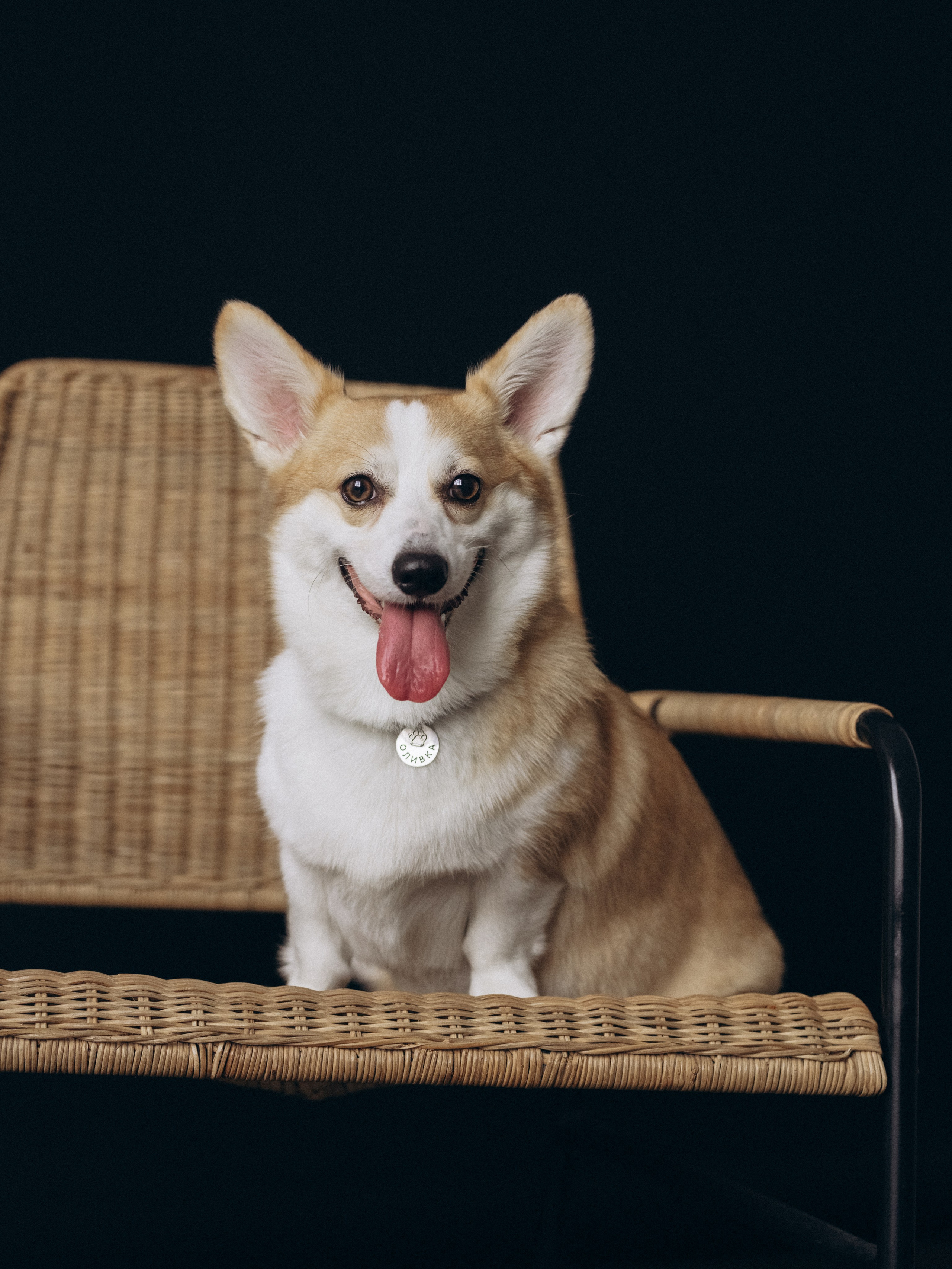 Оливка и Ника. Фотограф-анималист в Москве Кириллова Татьяна