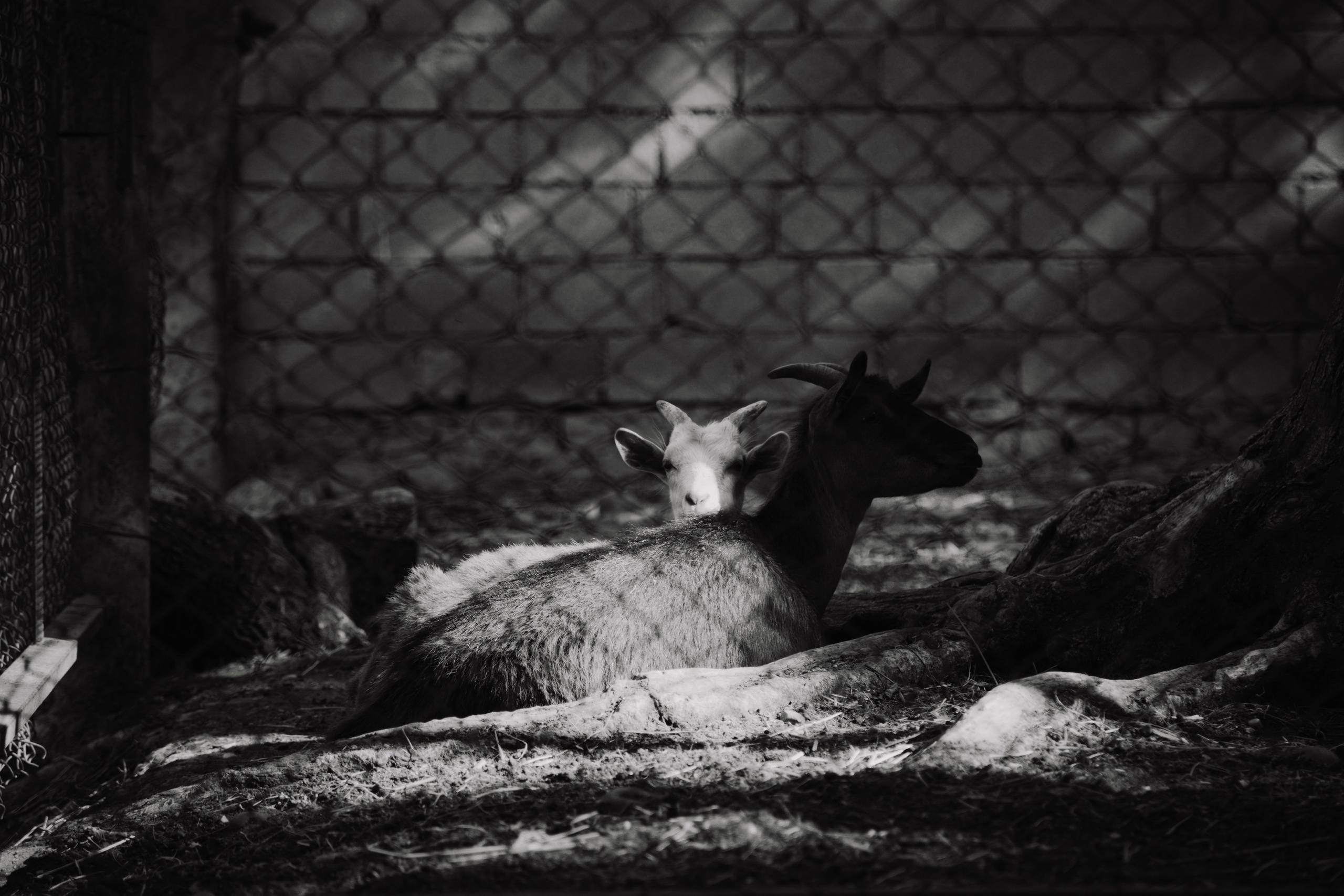 Зоопарк. Dmitriy [KCCC] is a pretty cool photographer