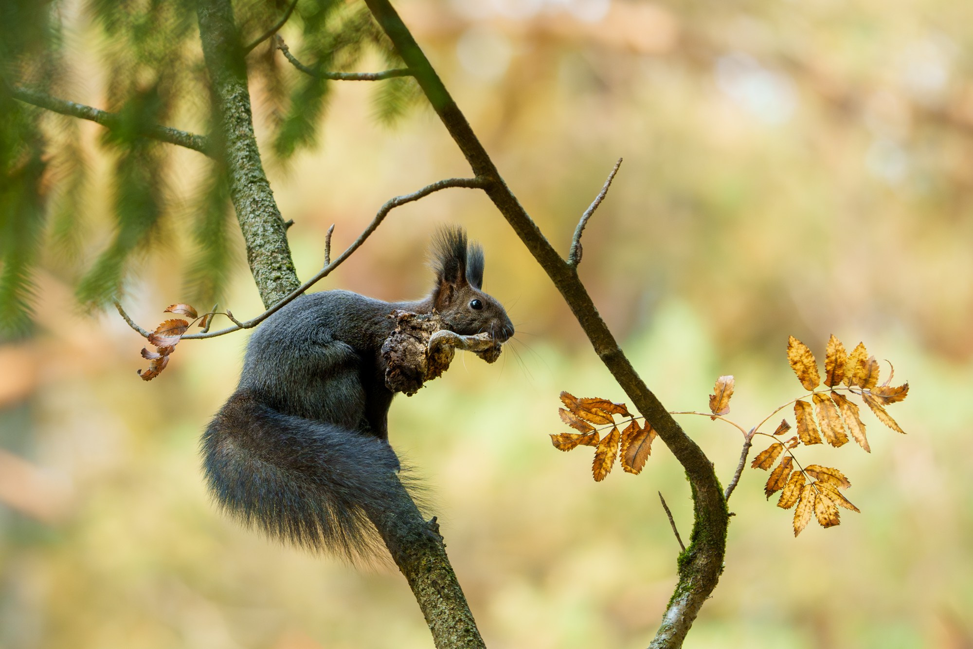 Животные. Ваш личный фотограф Марина Волкова