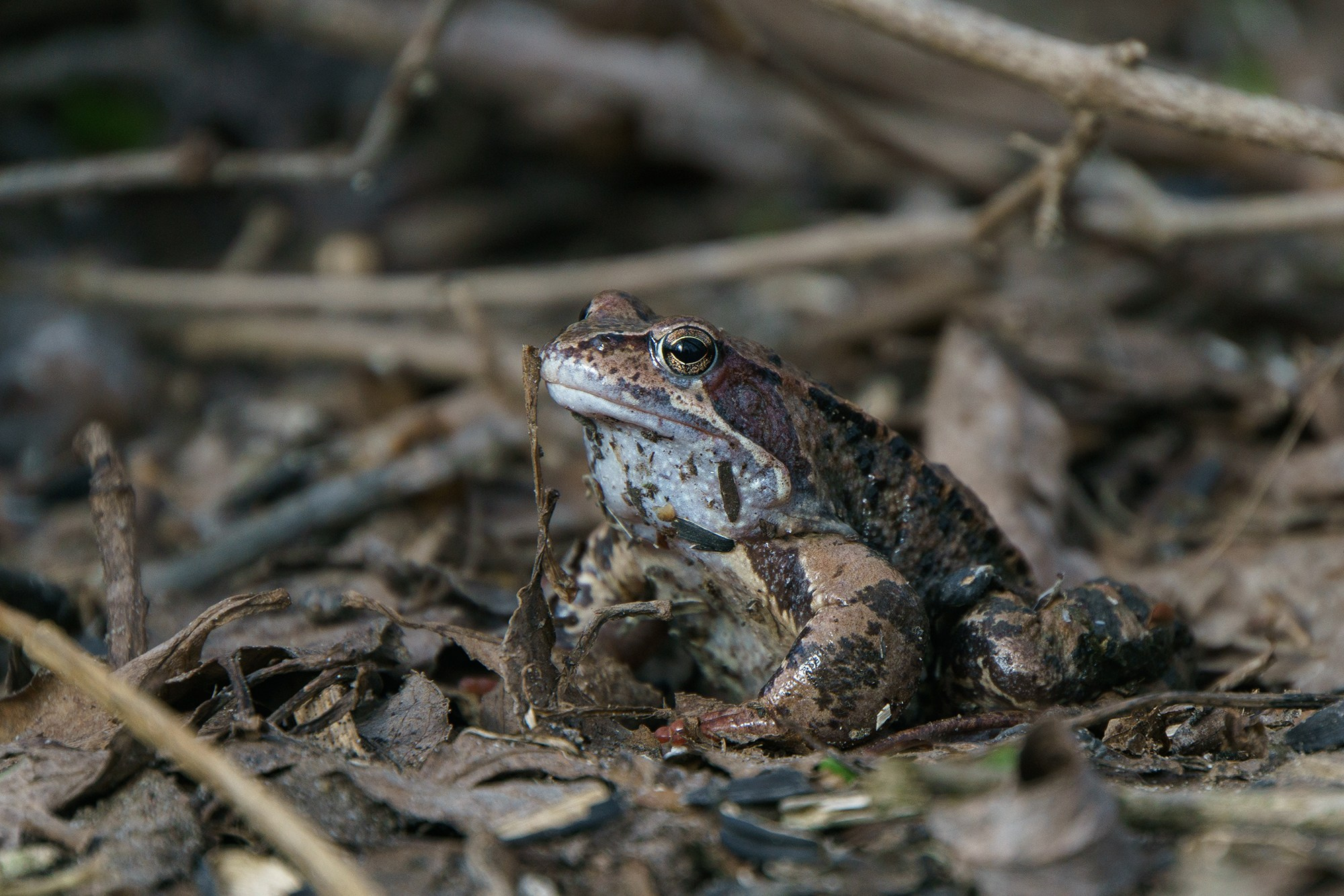 Животные. Ваш личный фотограф Марина Волкова