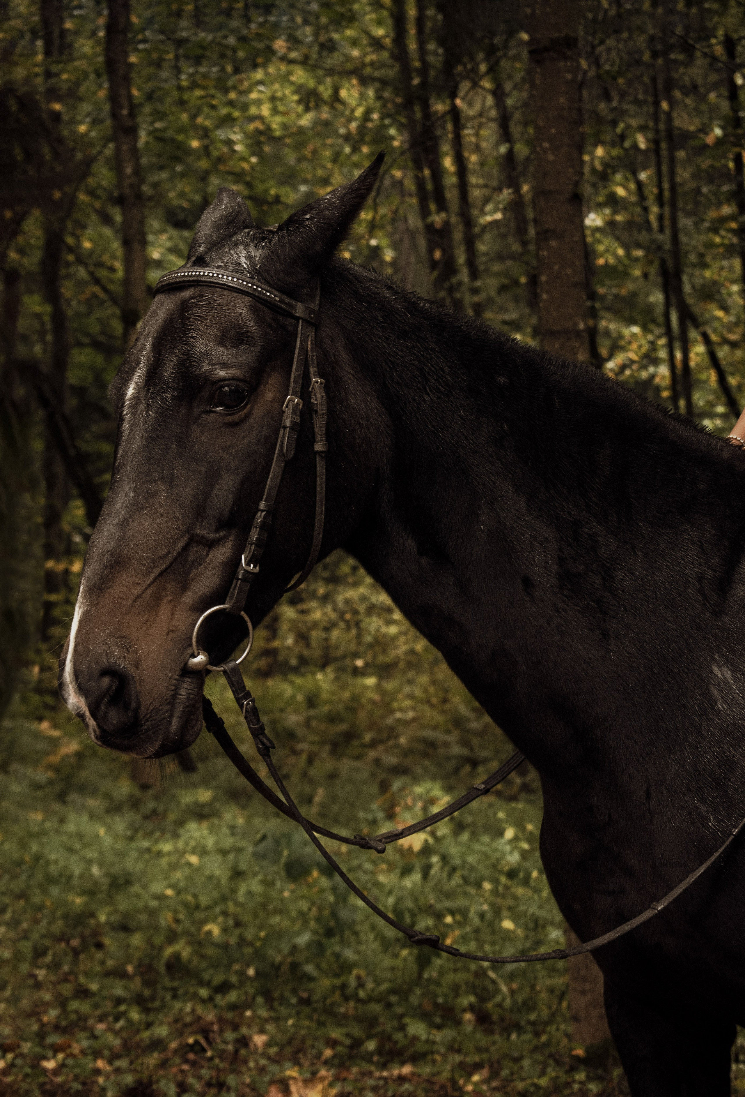 КОННАЯ ПРОГУЛКА. Индивидуальный фотограф в Санкт-Петербурге Надежда Волобуева