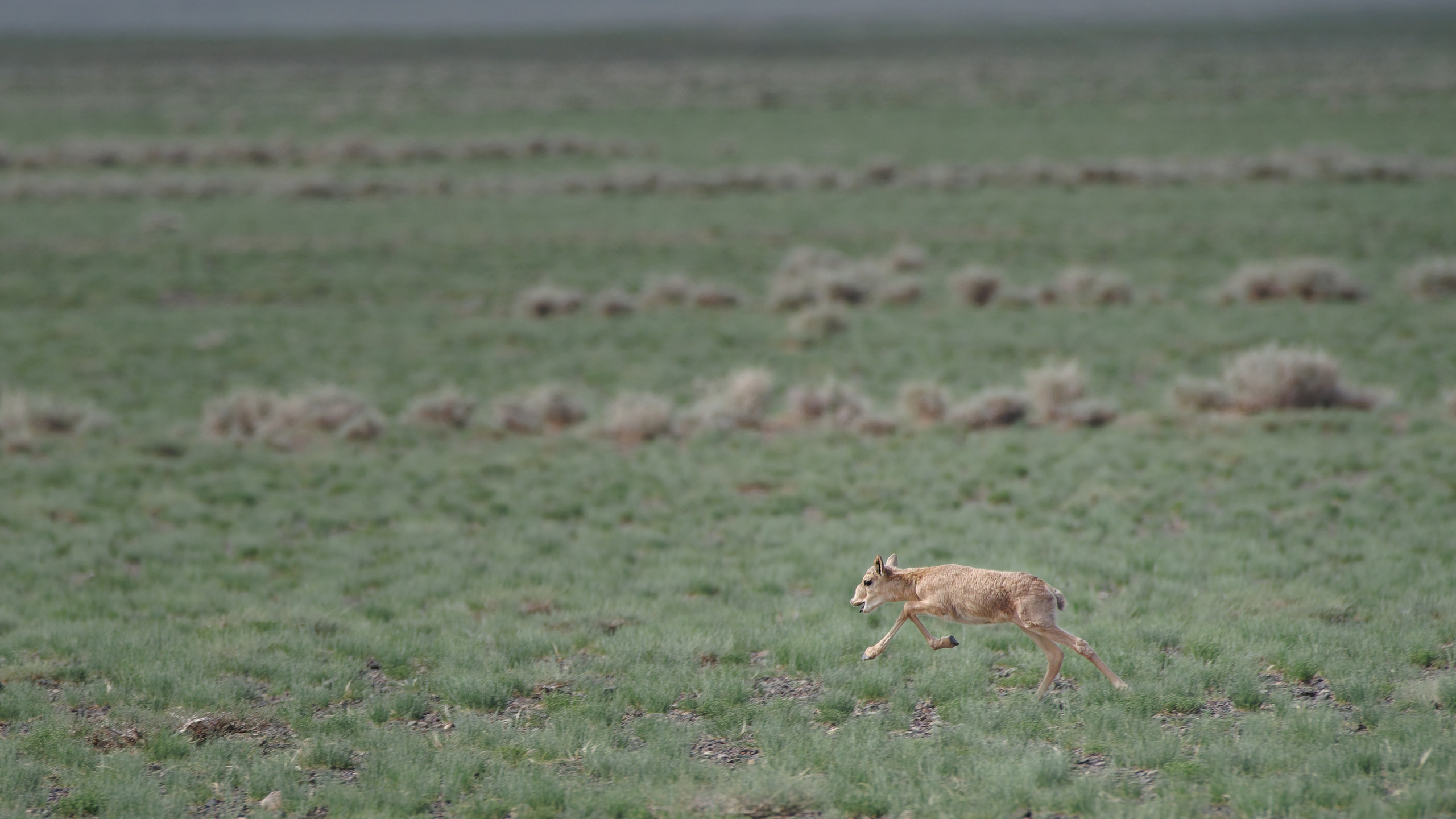 Маленький сайгак бежит по степи
