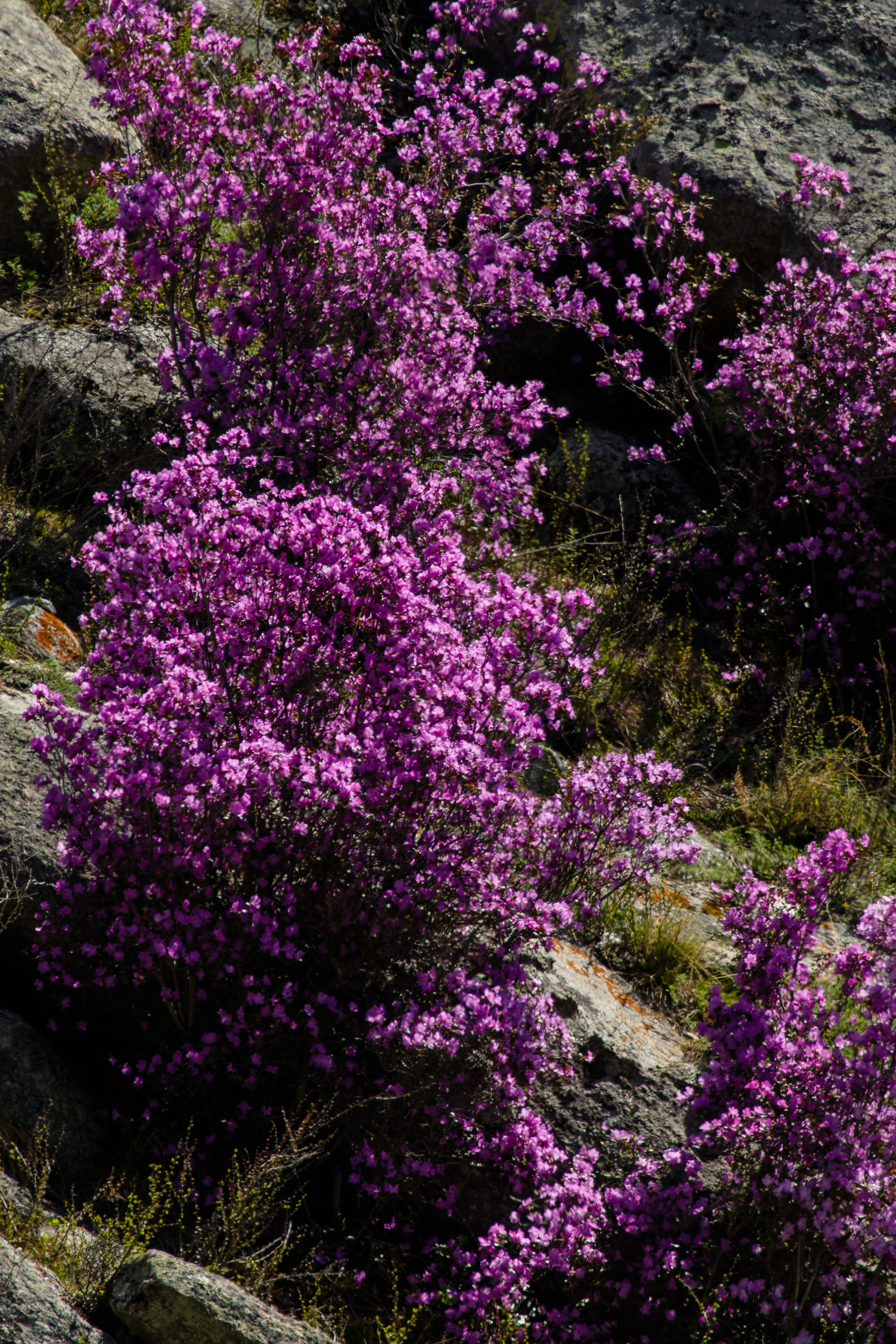 Горный Алтай. Фотограф Кирилл Мешков Кемерово