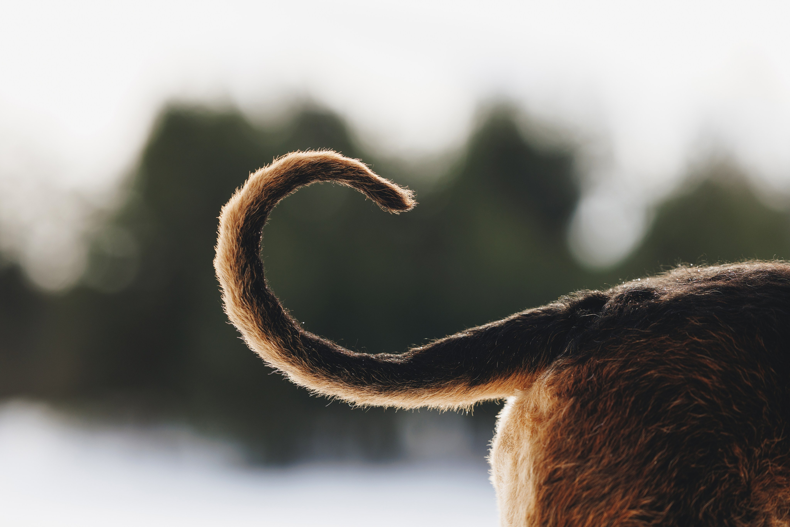 Оля и Хард. Фотограф анималист Осипчикова Мария