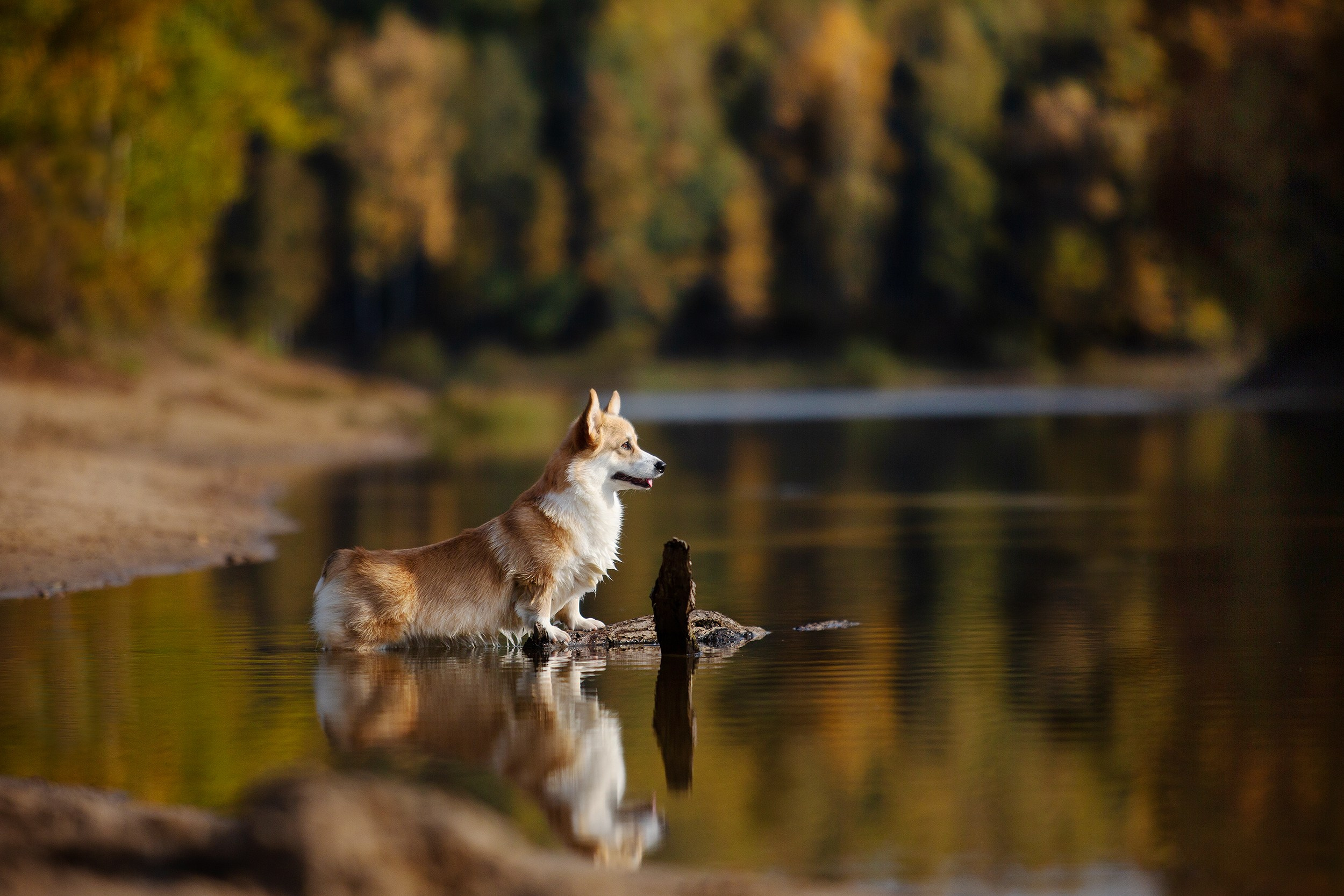 Фотограф-анималист Юлия Удовенко