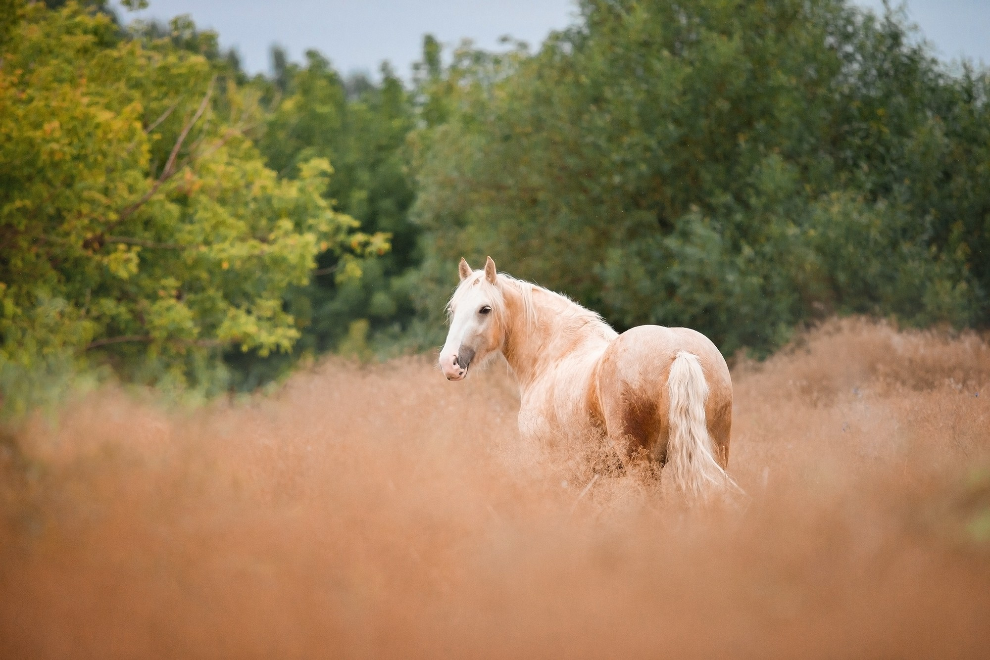 Лошади. Фотограф-анималист Юлия Удовенко