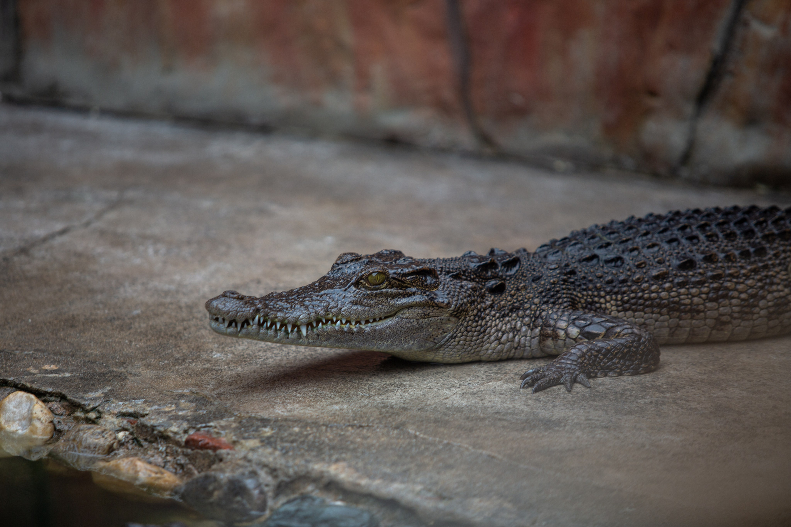 Samut Prakan Crocodile Farm & Zoo. Photographer Sonkina Tatiana (Tanya Ash)