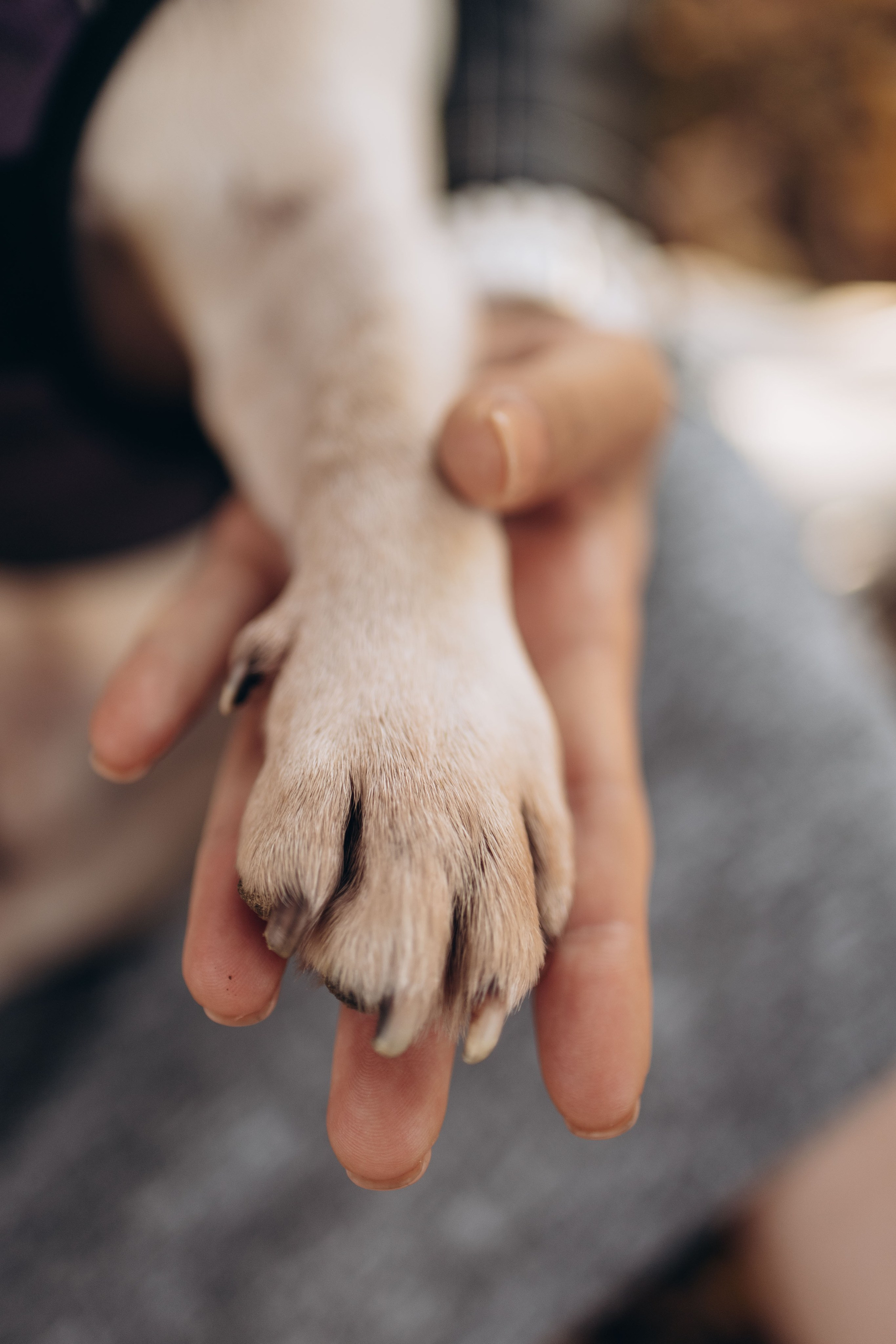 Оля и бульдоги