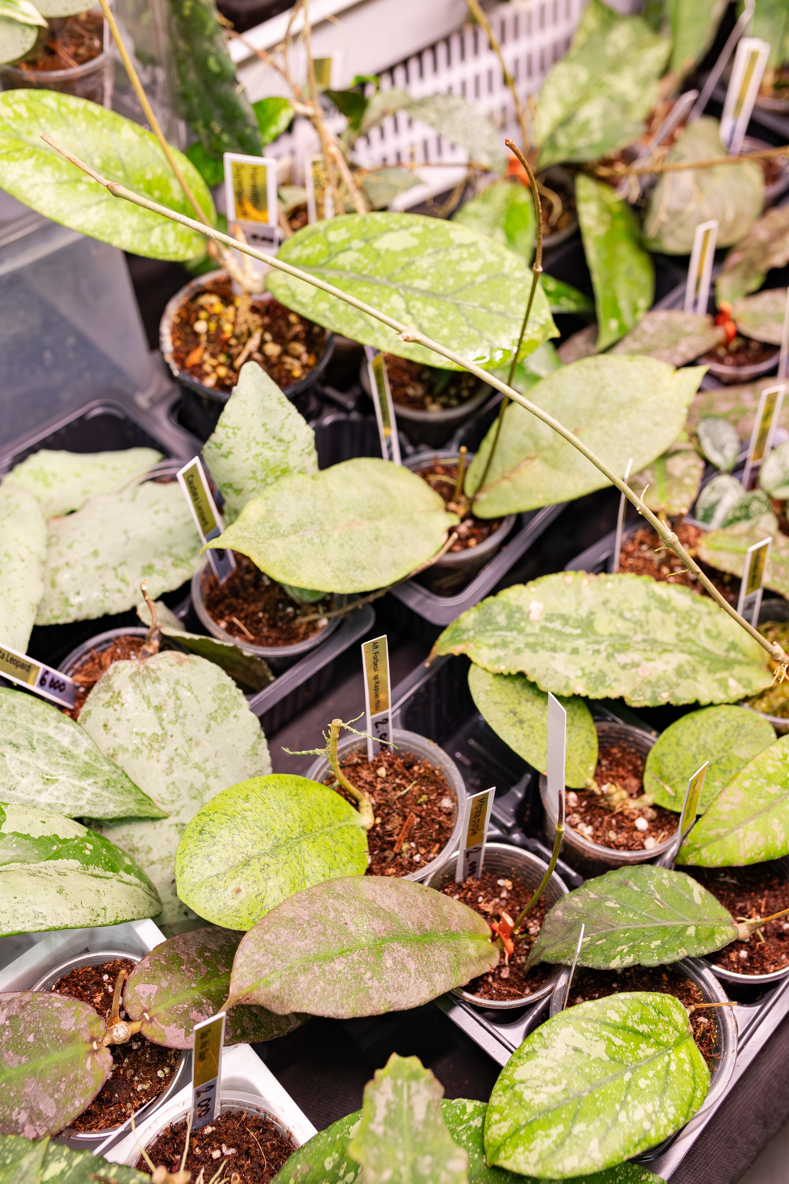 Монстериум апрель 2026. Александра Куликова фотограф, Москва