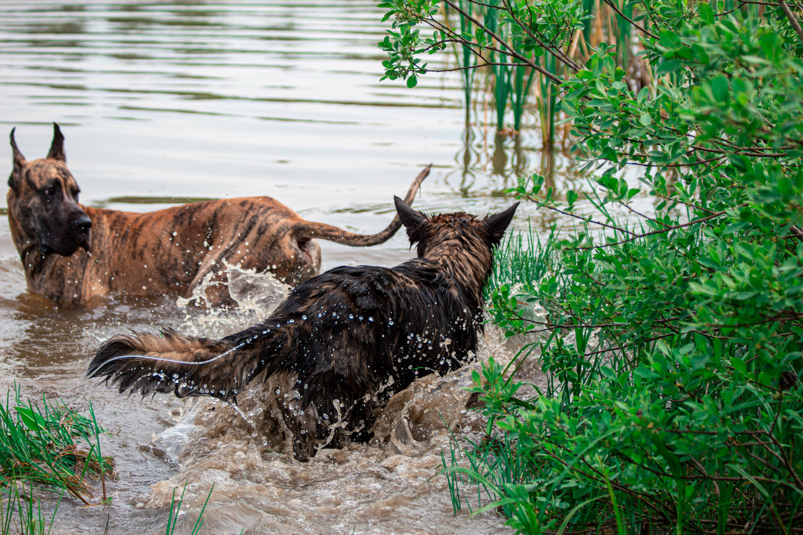 Фотосессии с животными Тула. Фотограф анималист — Тула, Москва