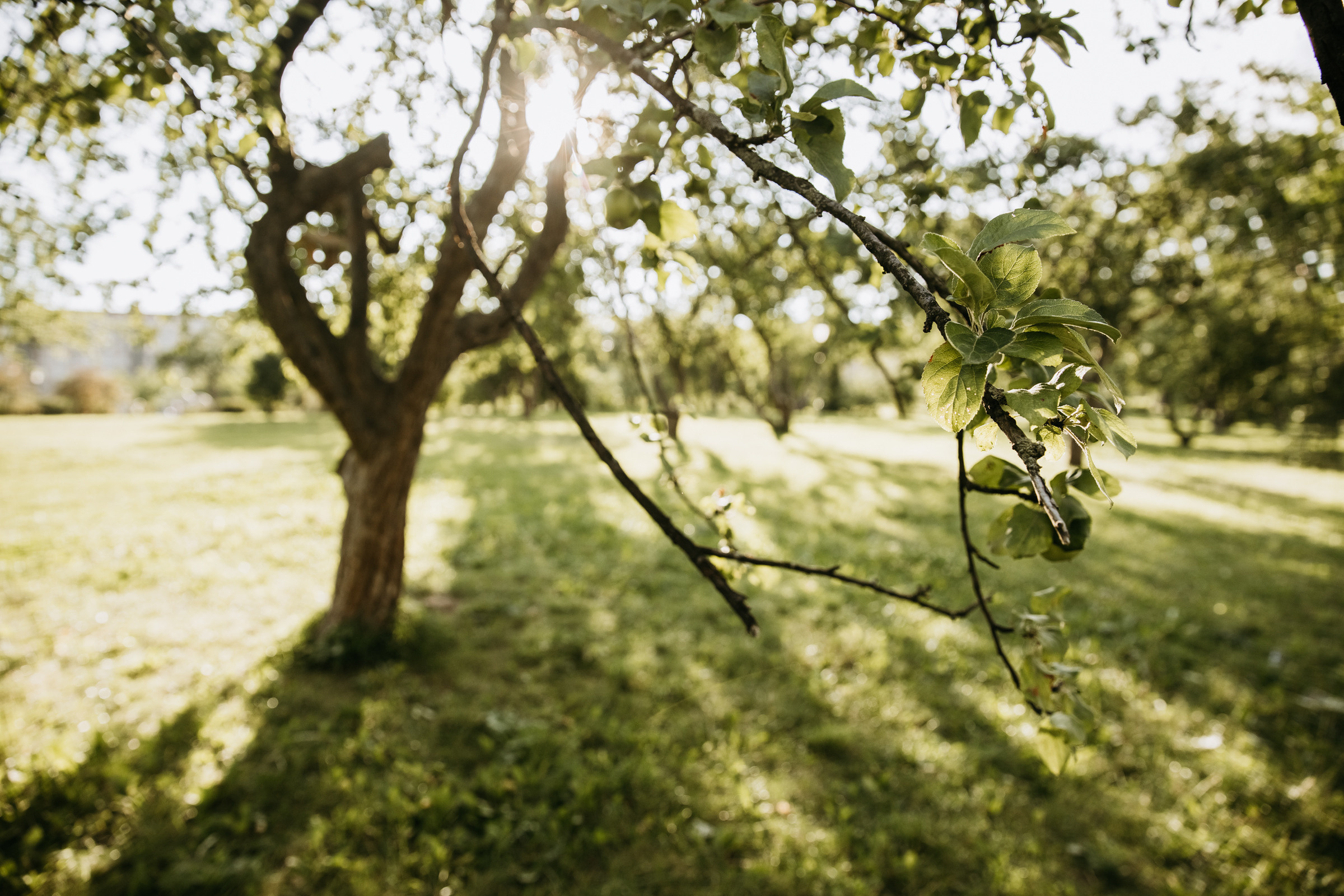 Маша, Дима и Варя. Lifestyle фотограф в Санкт-Петербурге Анна Щекалева