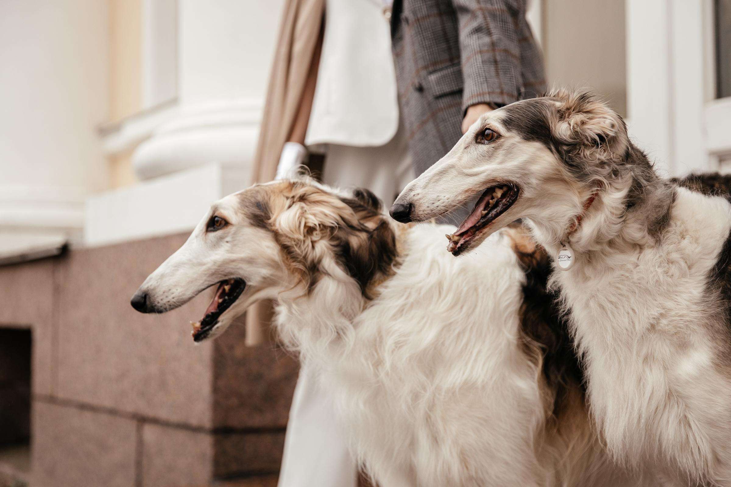 Ульяна, Степан и борзые. Lifestyle фотограф в Санкт-Петербурге Анна Щекалева