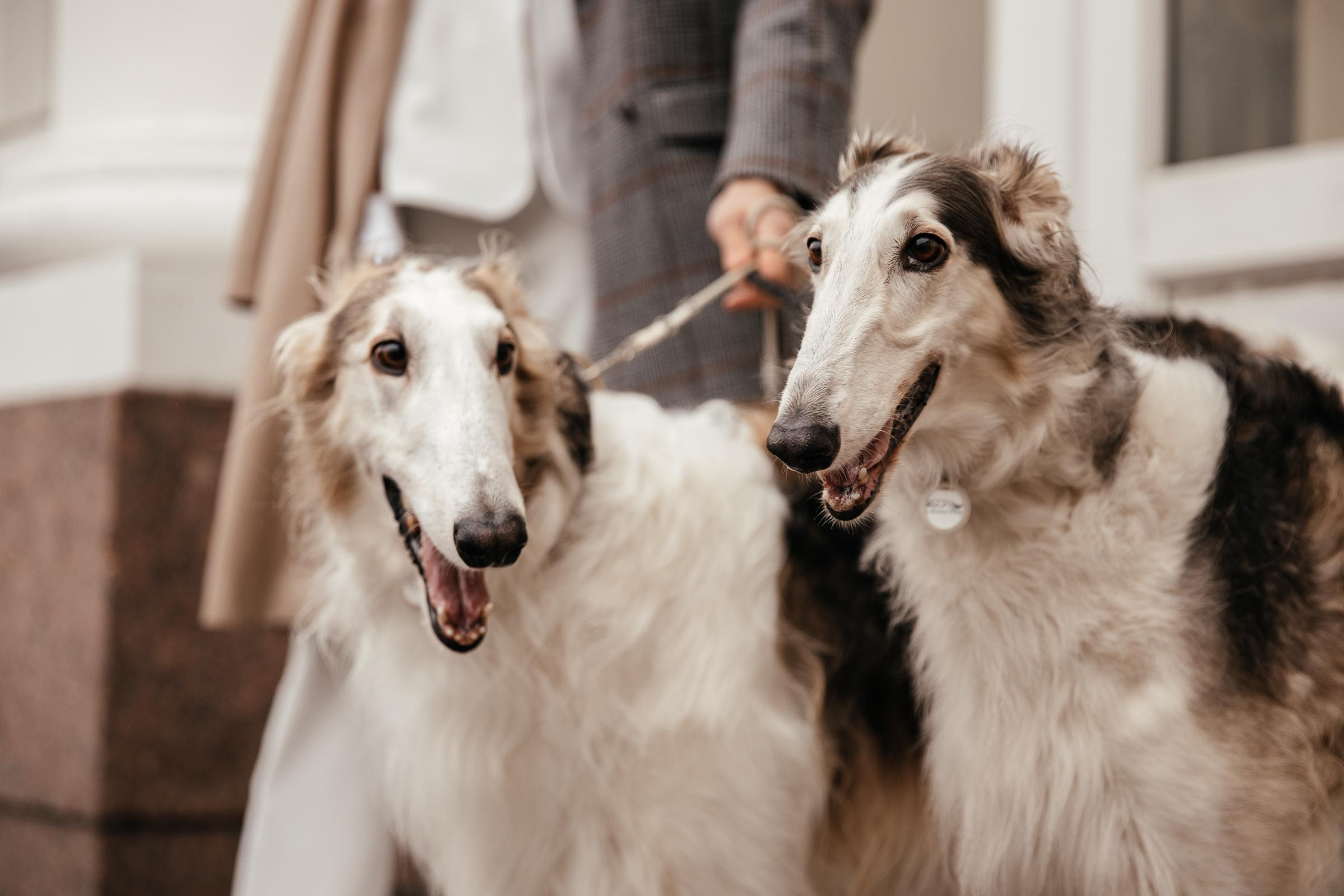 Ульяна, Степан и борзые. Lifestyle фотограф в Санкт-Петербурге Анна Щекалева