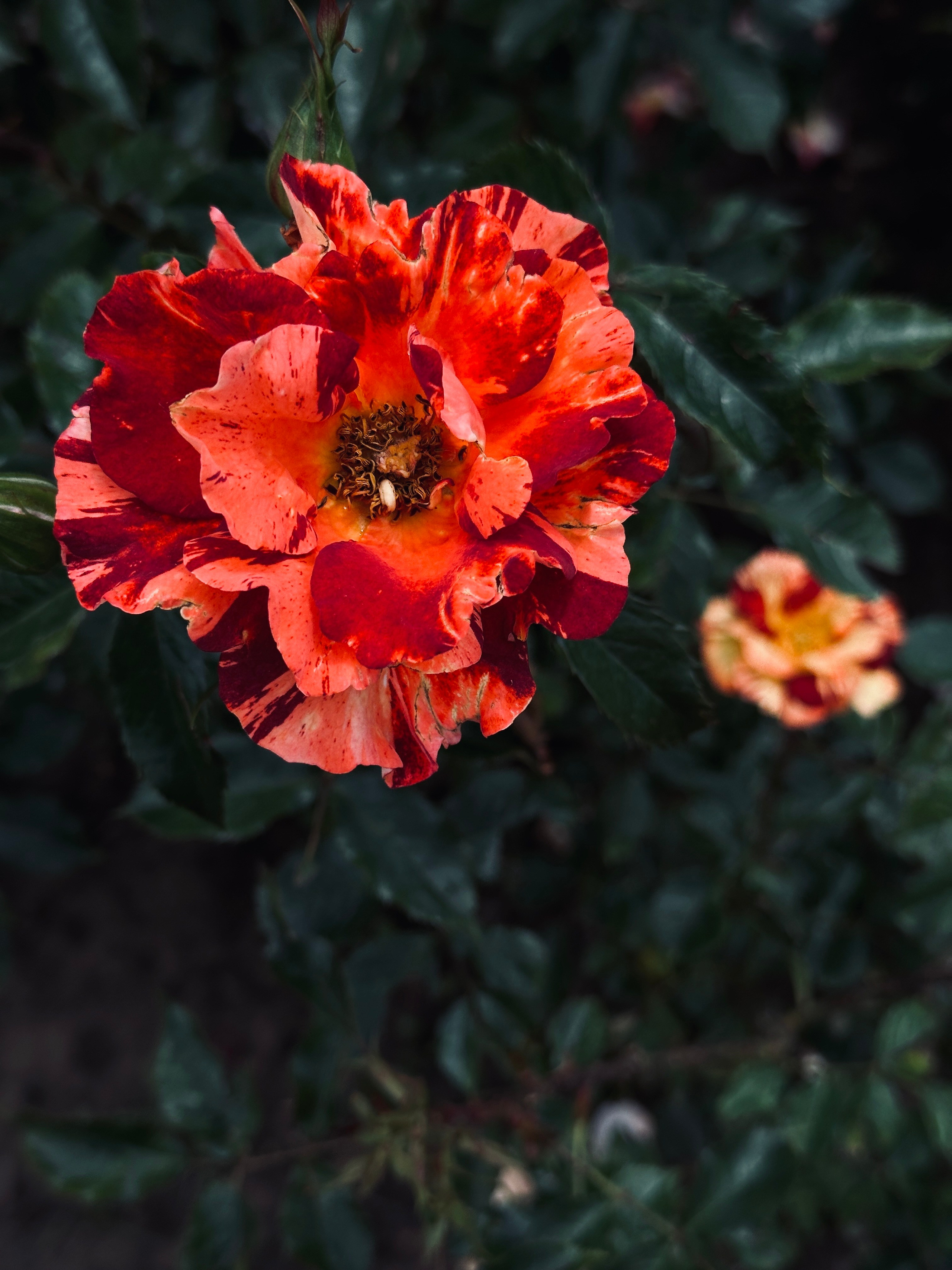 Флора и фауна. Смотри, красота!