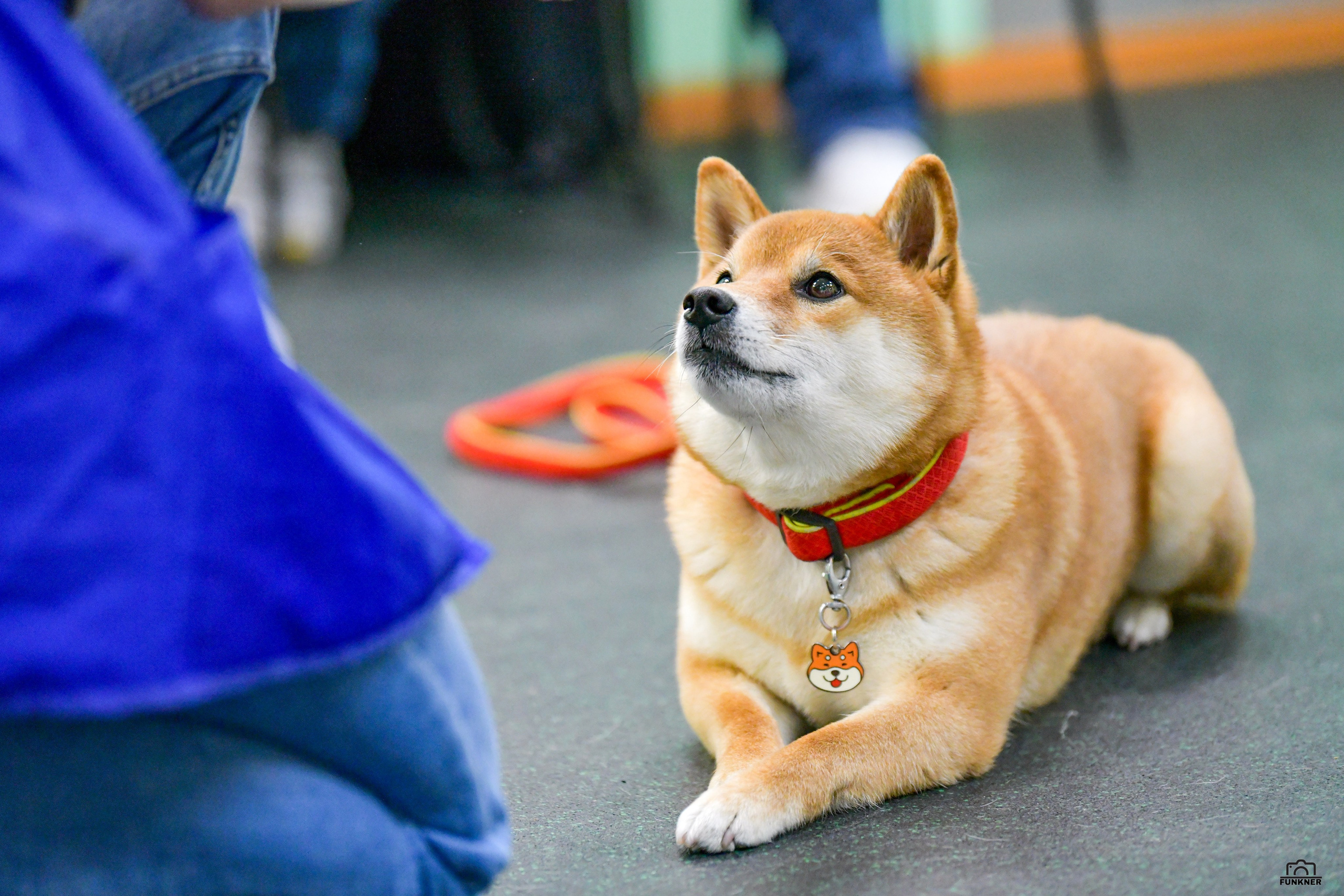 Кинологический клуб «Бодрый хвост». Свой взгляд через объектив