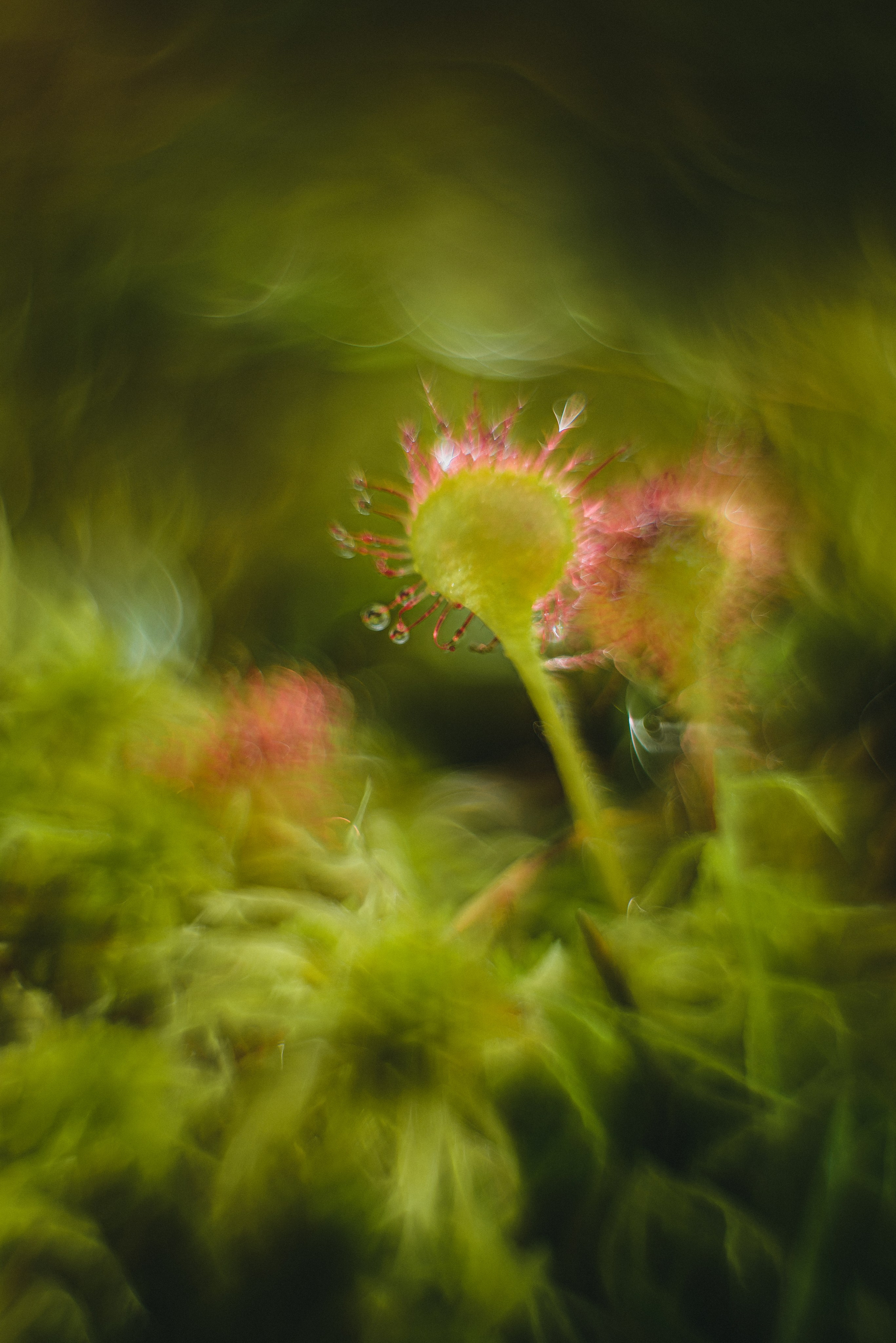 Фотопленэр на болоте. Фотообъединение Самарского областного отделения Союза журналистов России