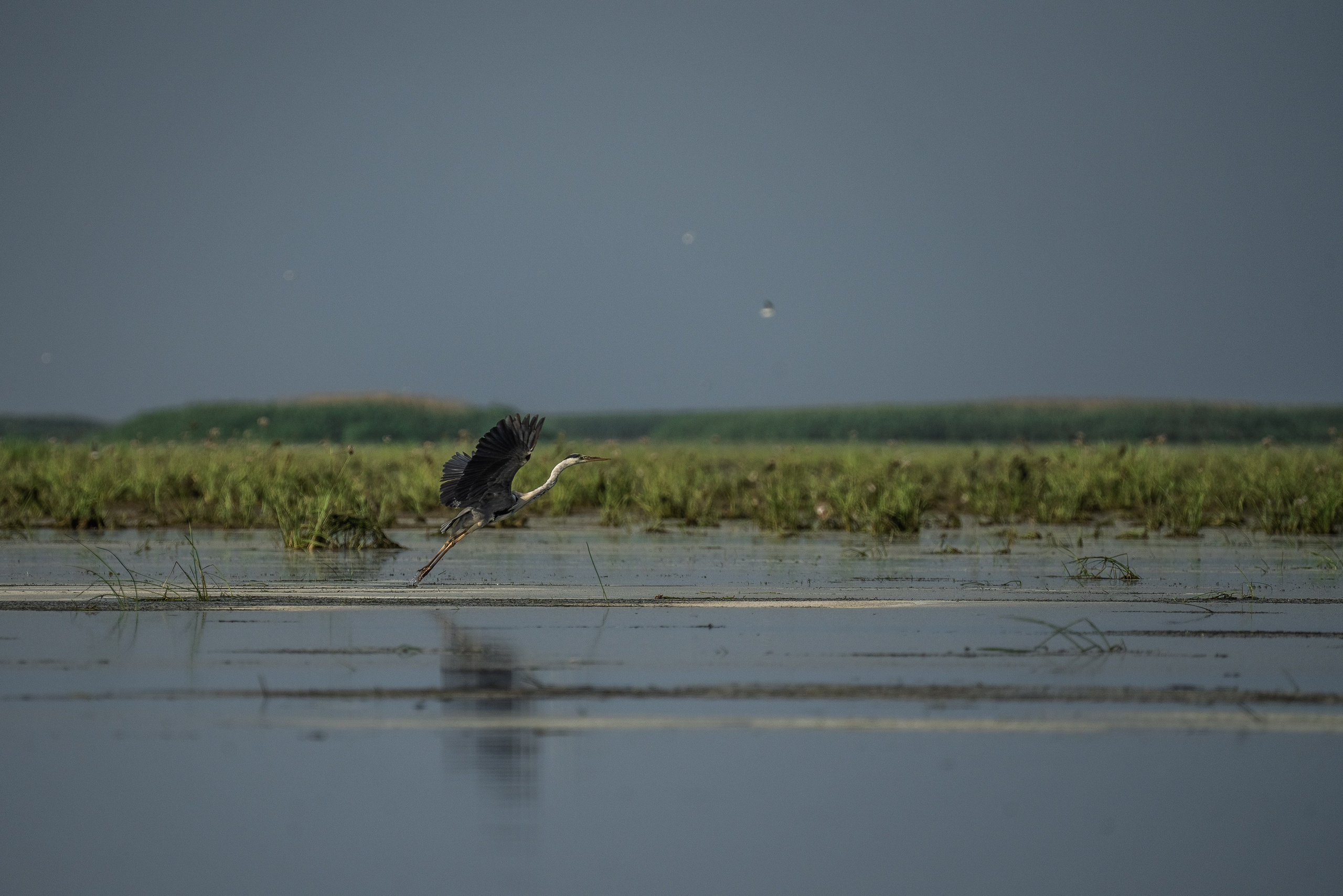 Золотые лотосы. Июль