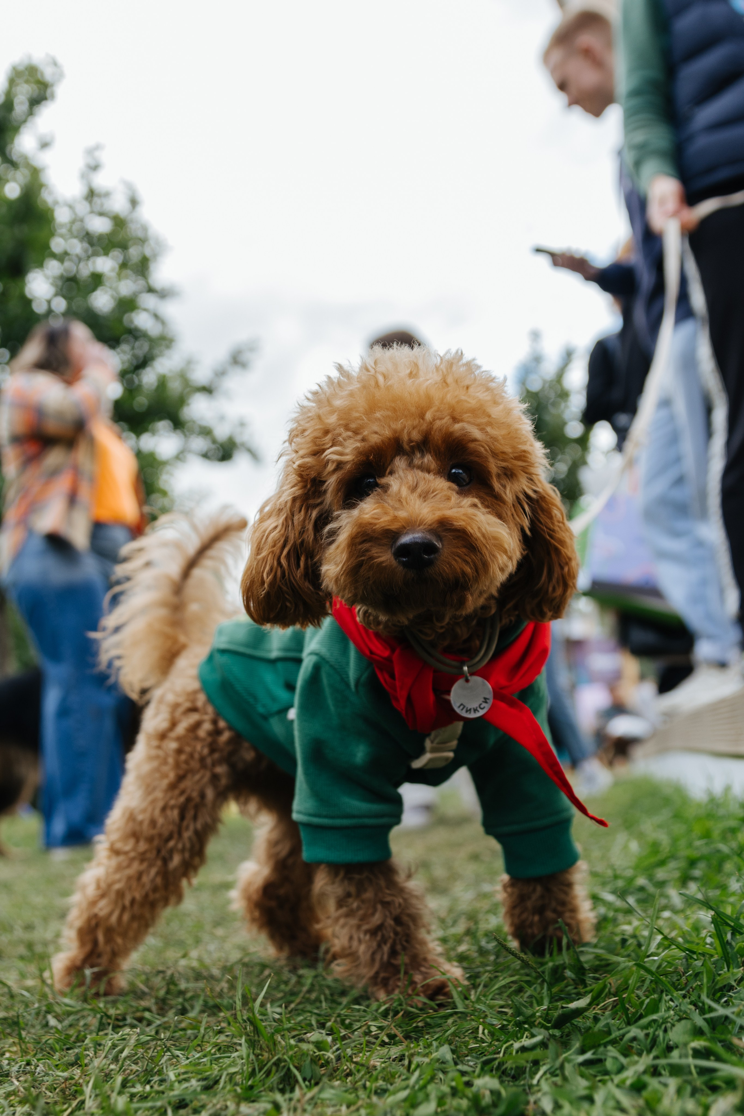 Хвостатый репортаж. Аксана Лисовская фотограф в Москве. Фотографии с характером