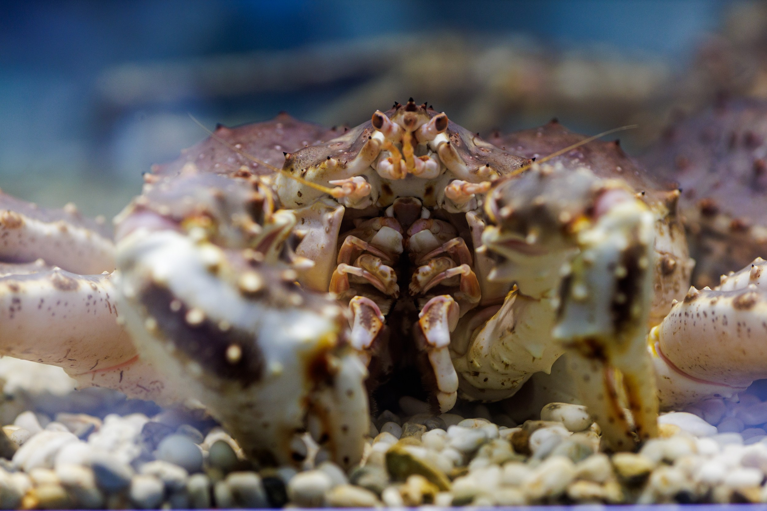 Seafood Expo Russia 2025. Фотограф Александр в Санкт-Петербурге