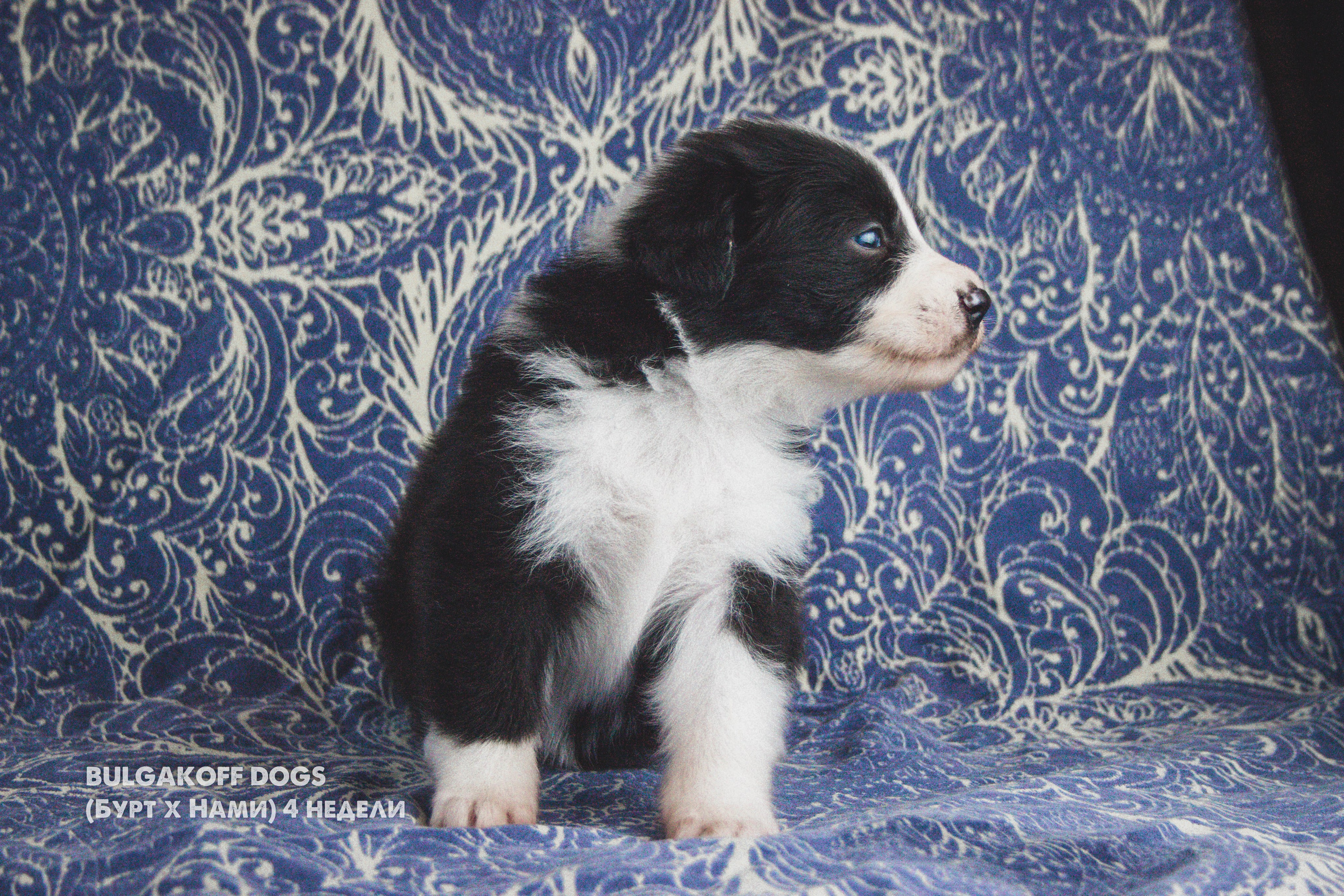 Кубрау. BLGKV питомник собак