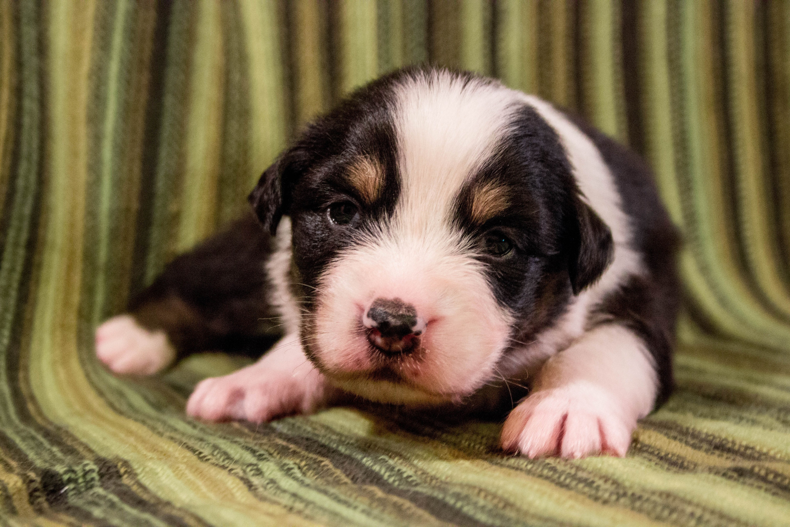 Рыся. BLGKV питомник собак