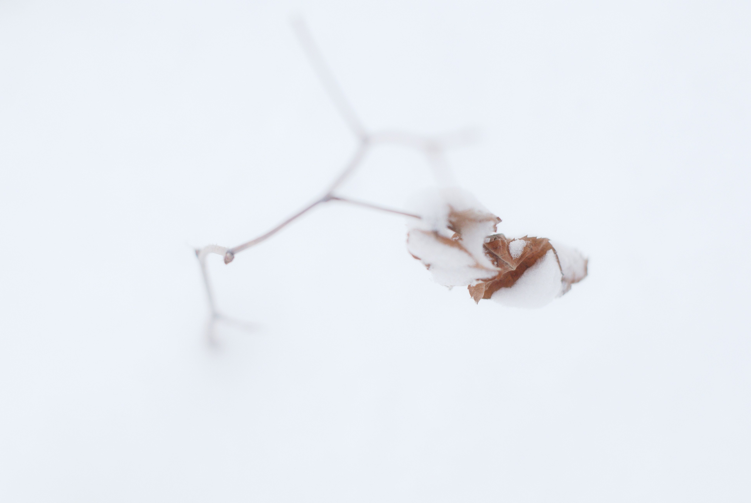 Этот прекрасный мир