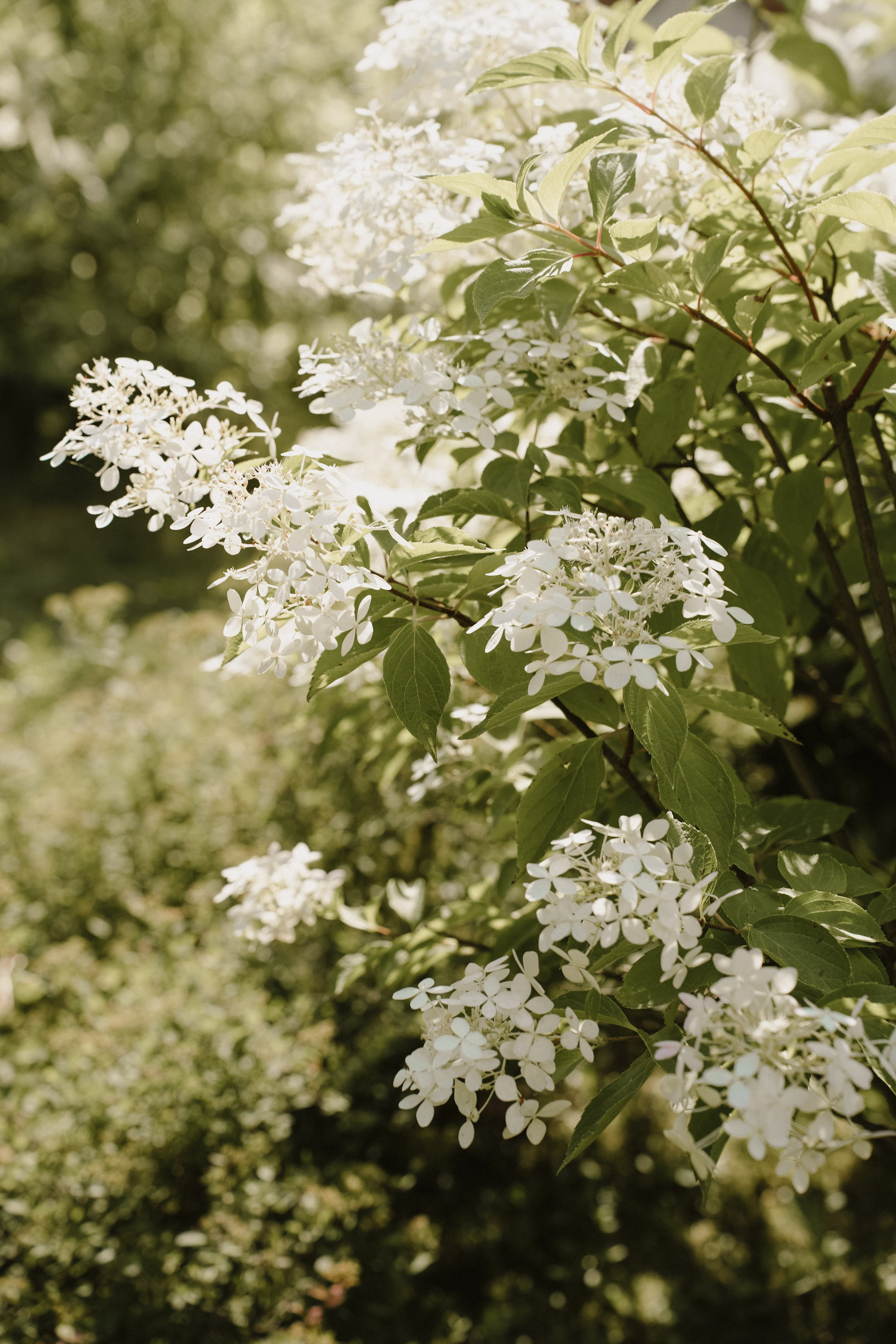 Большая свадьба.25.07.2024. Photographer_anastasia_margushina