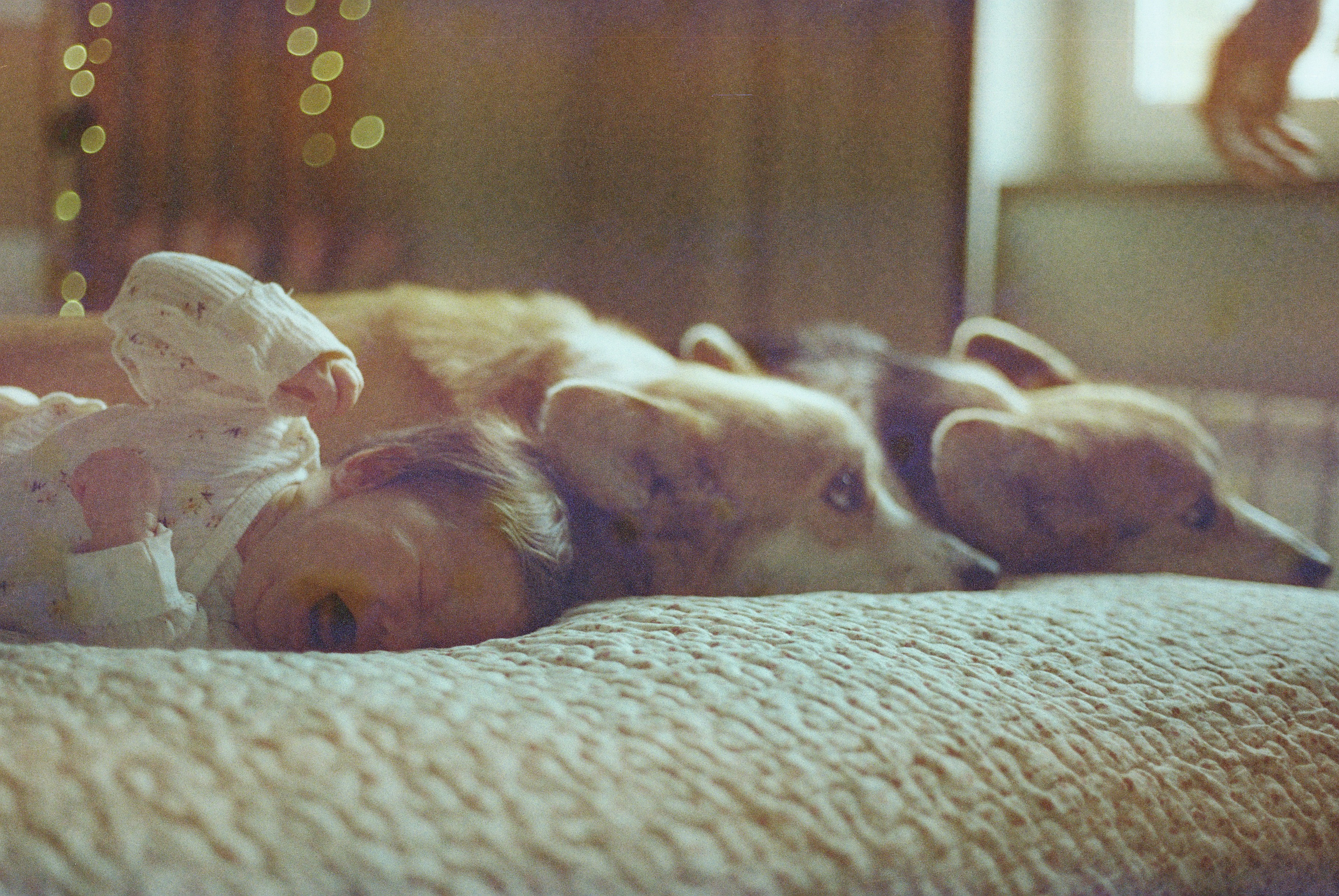 пленочная фотография ребенка, просроченная пленка, корги и ребенок, ребенок плачет, домашняя фотография. Просроченная пленка Kodak