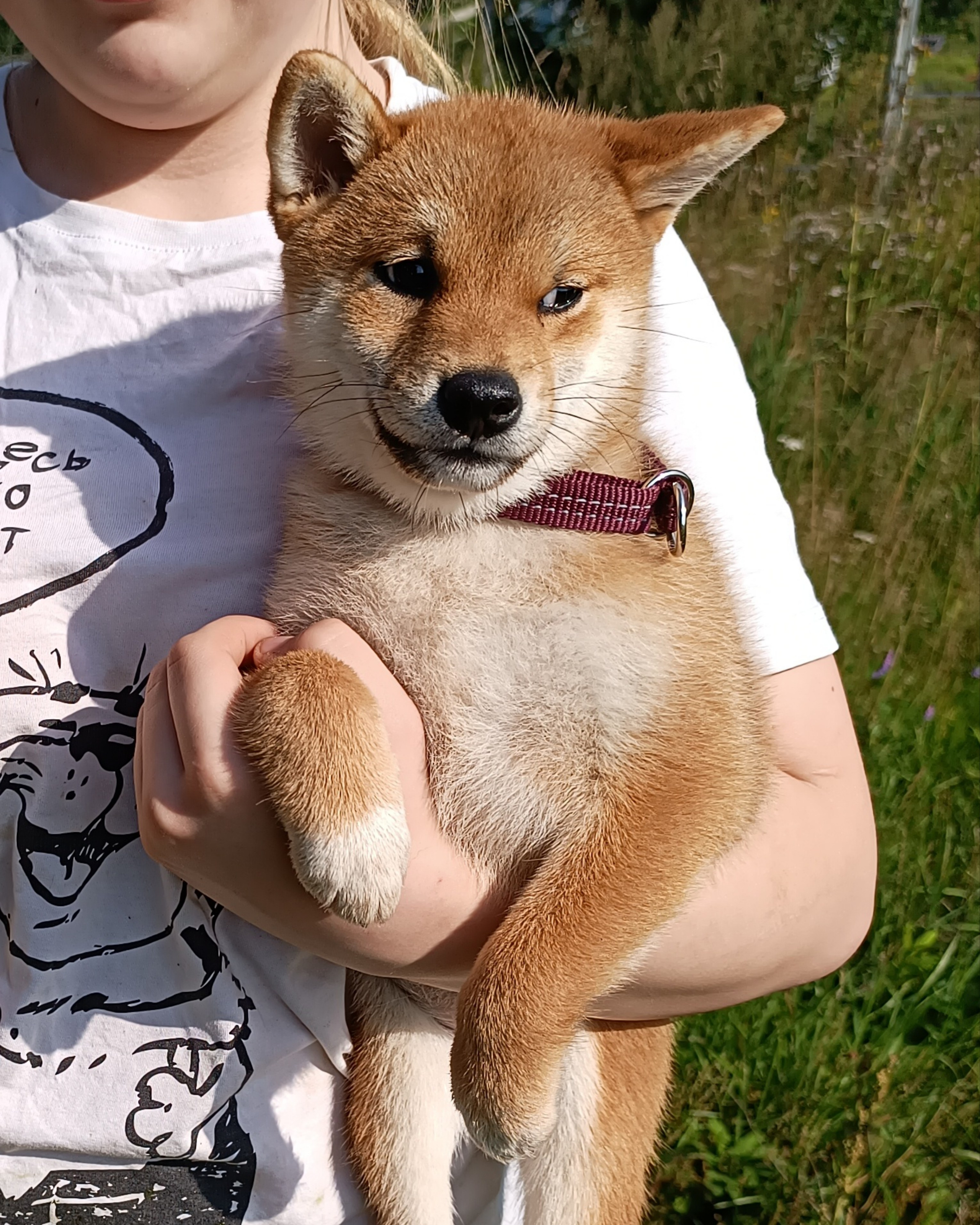 сиба питомник Рубилайт щенки на продажу rubylight  сиба щенки купить СПб Санкт-Петербург