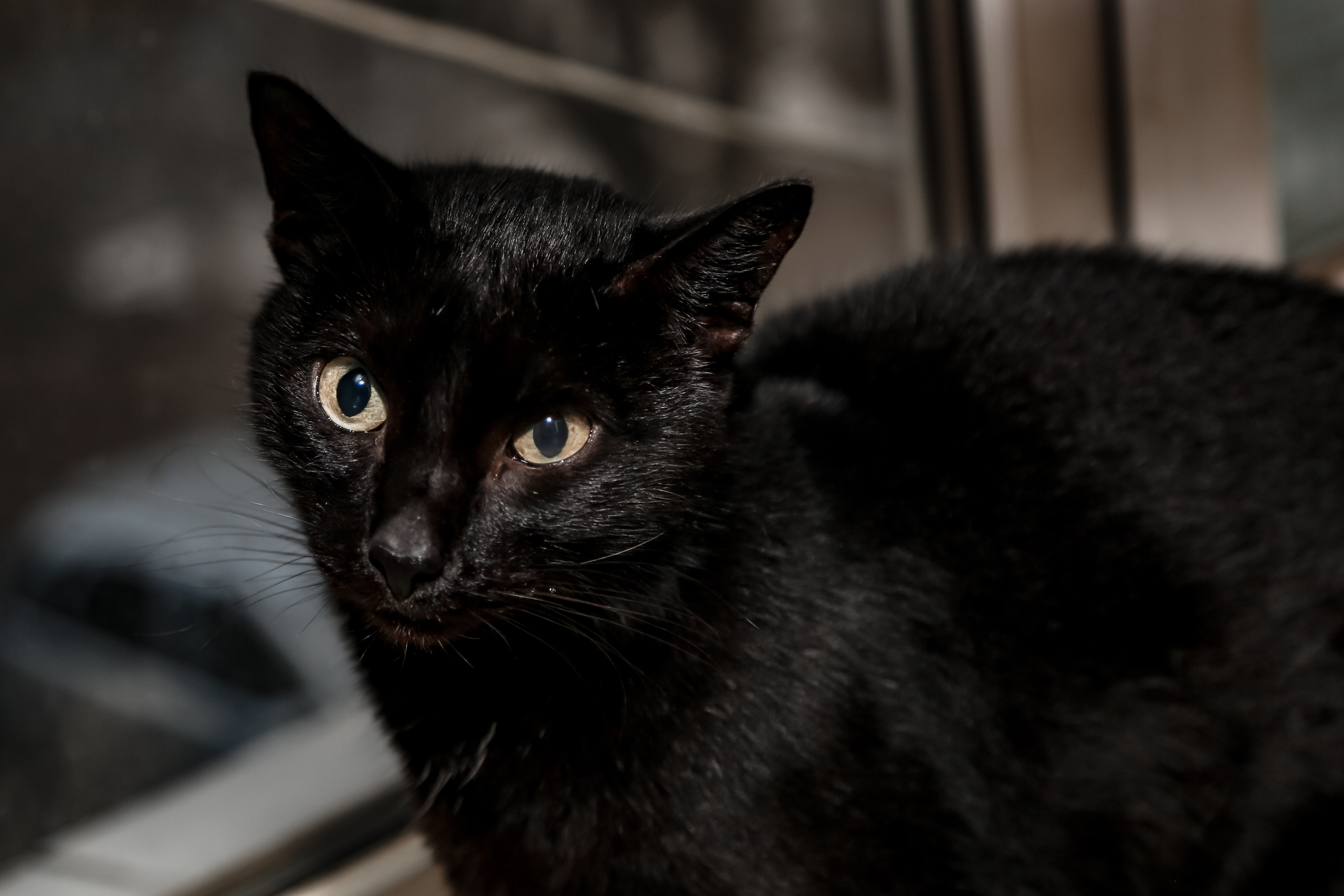 Приют Кошкин Дом Филимоша. Ваш фотограф в Оренбурге Рощупкина Екатерина