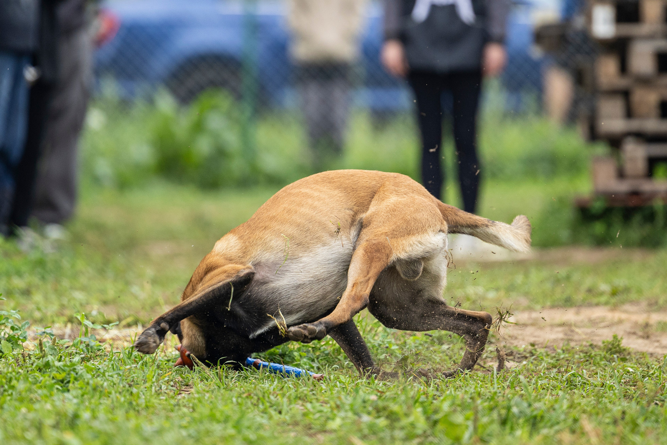 Соревнования по Мондьорингу г. Вологда 10-11.08.2024. Фотограф-анималист Анна Маринич